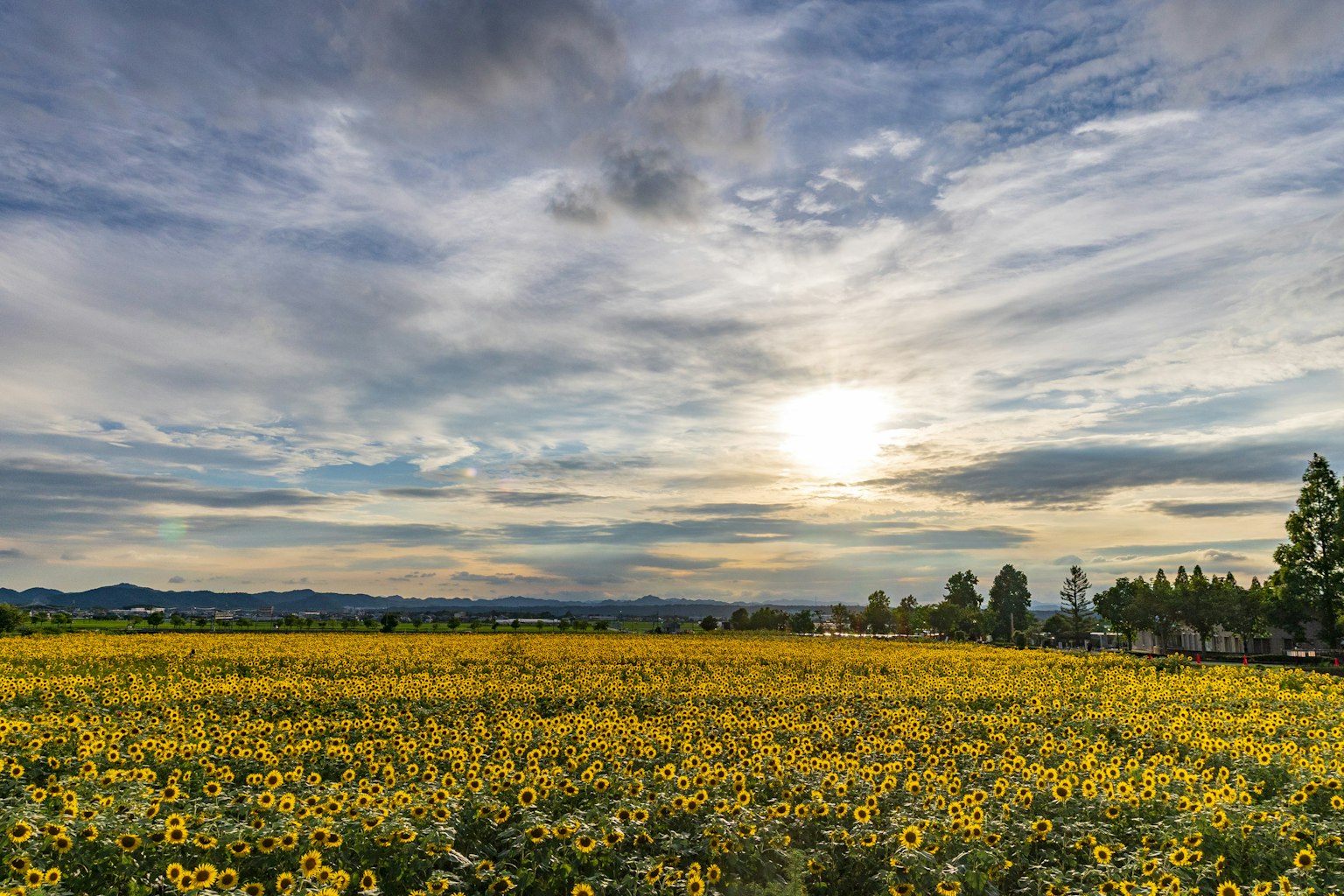 Vasto campo di girasoli sotto un cielo blu
