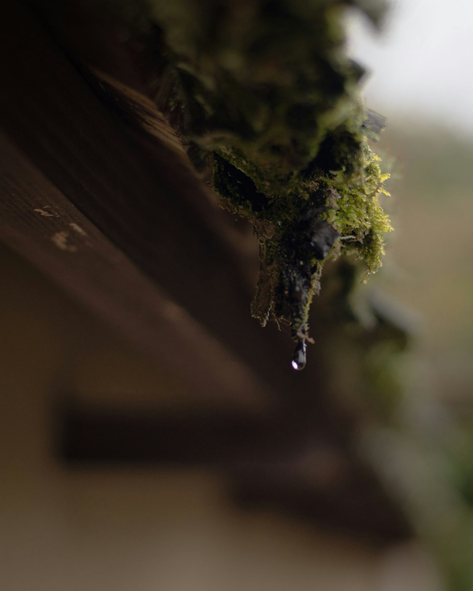 Primo piano di muschio su un tetto con una goccia d'acqua