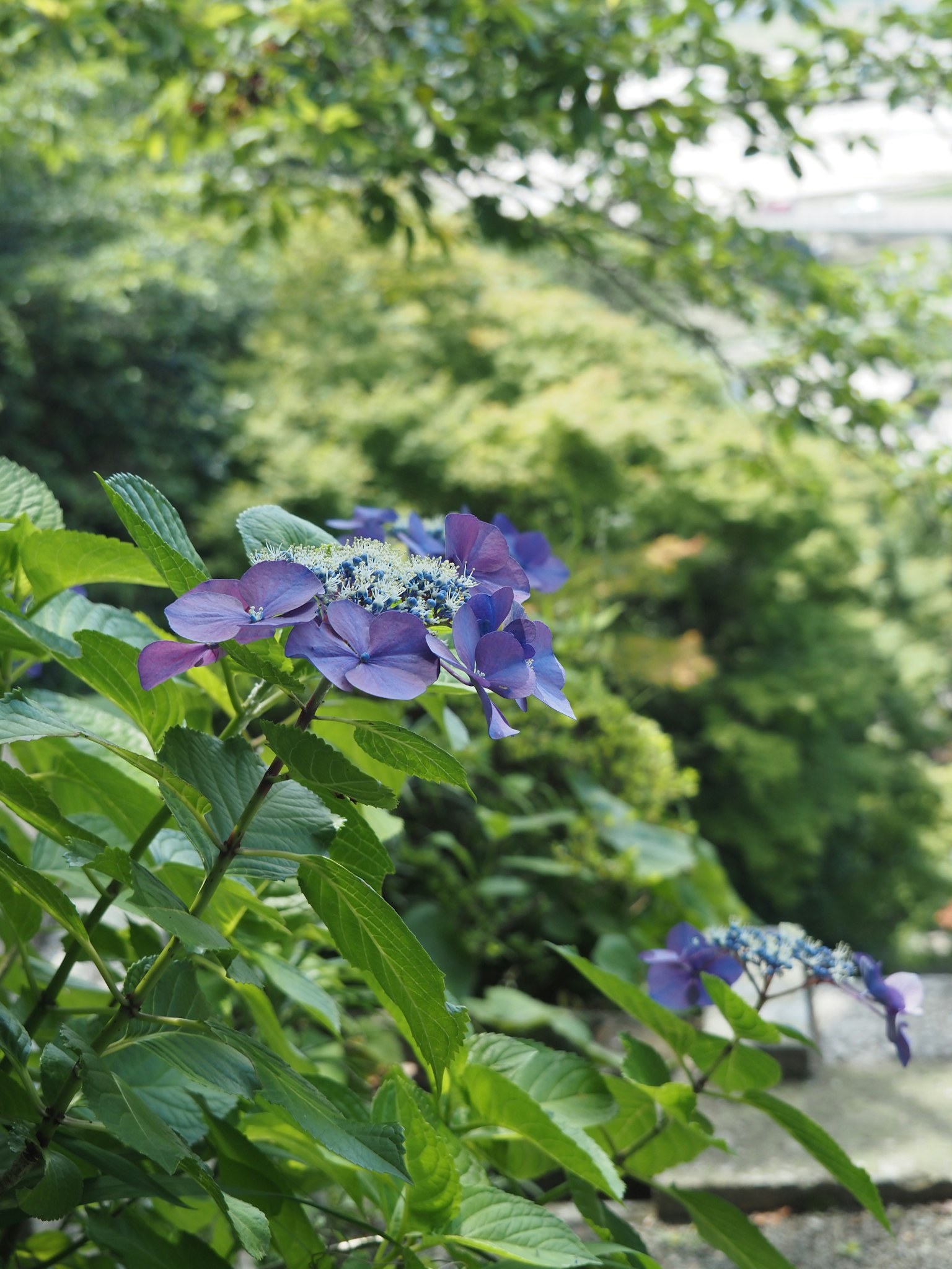 Bellissimi fiori di ortensia viola che sbocciano tra le foglie verdi