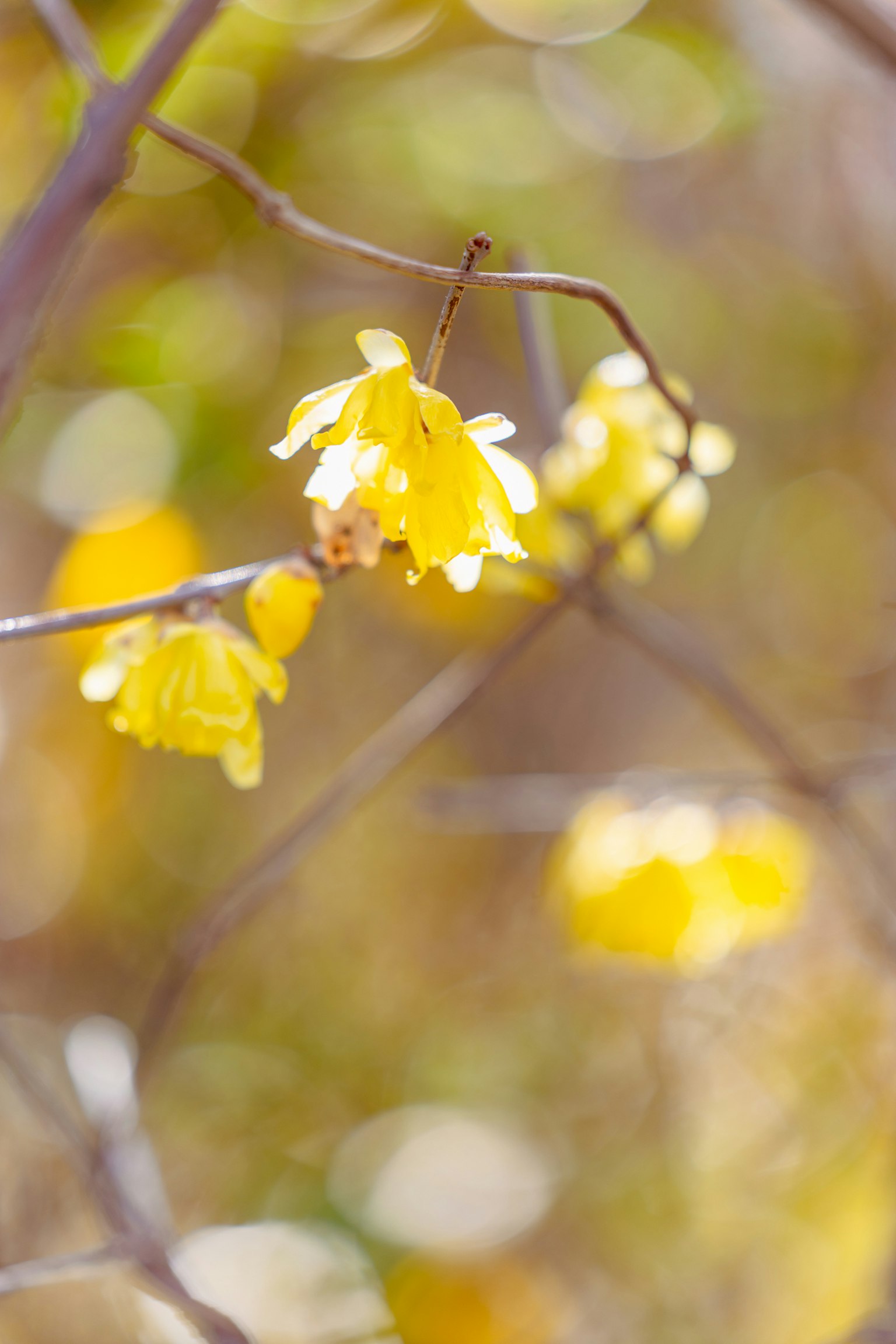 Nahaufnahme von gelben Blumen an einem Zweig mit verschwommenem natürlichen Hintergrund