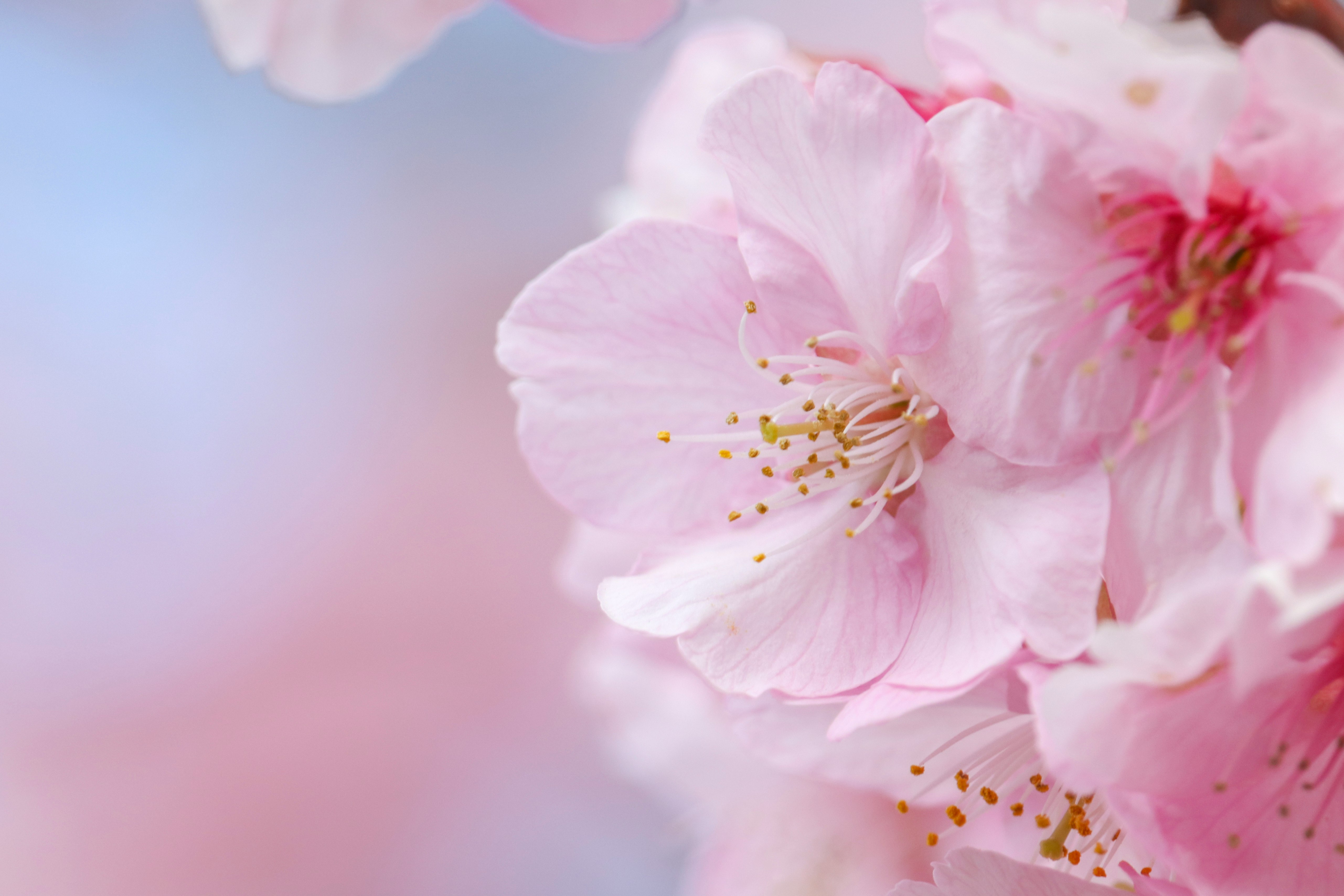河津桜の花びらが重なるピンクのアップ画像