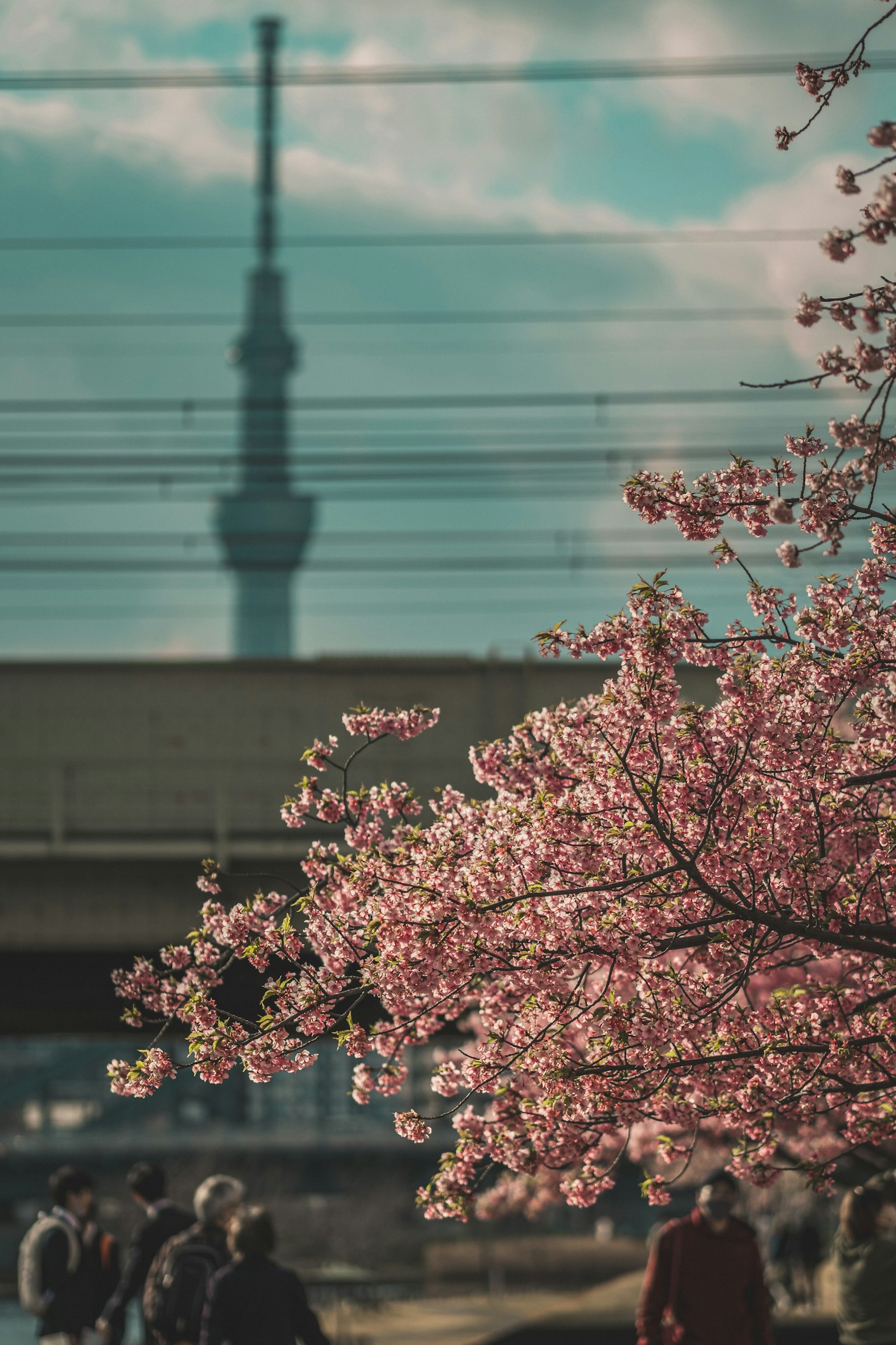 Flores de cerezo con la Tokyo Skytree de fondo