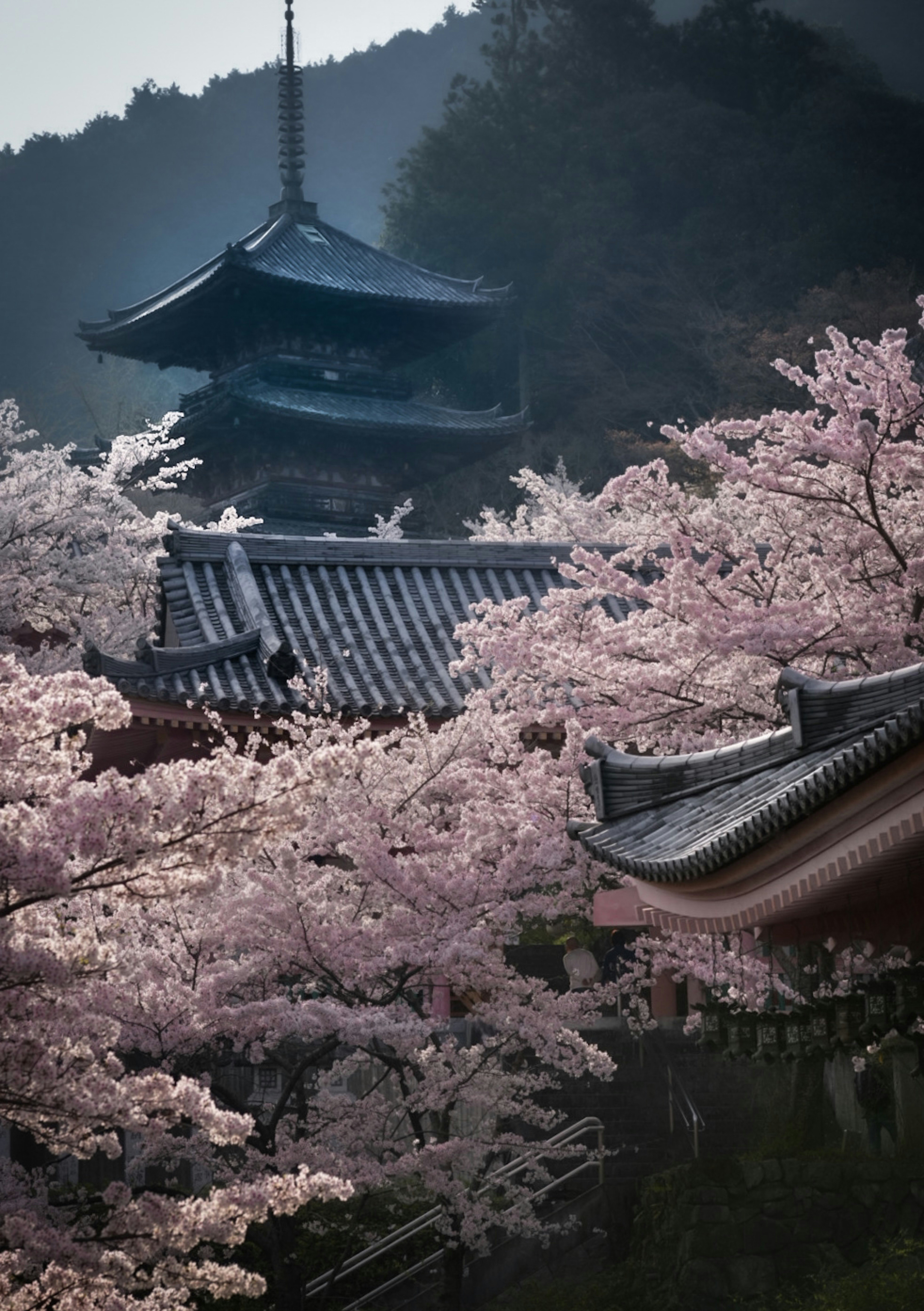 壺阪寺の五重塔と桜が咲く寺院の景観