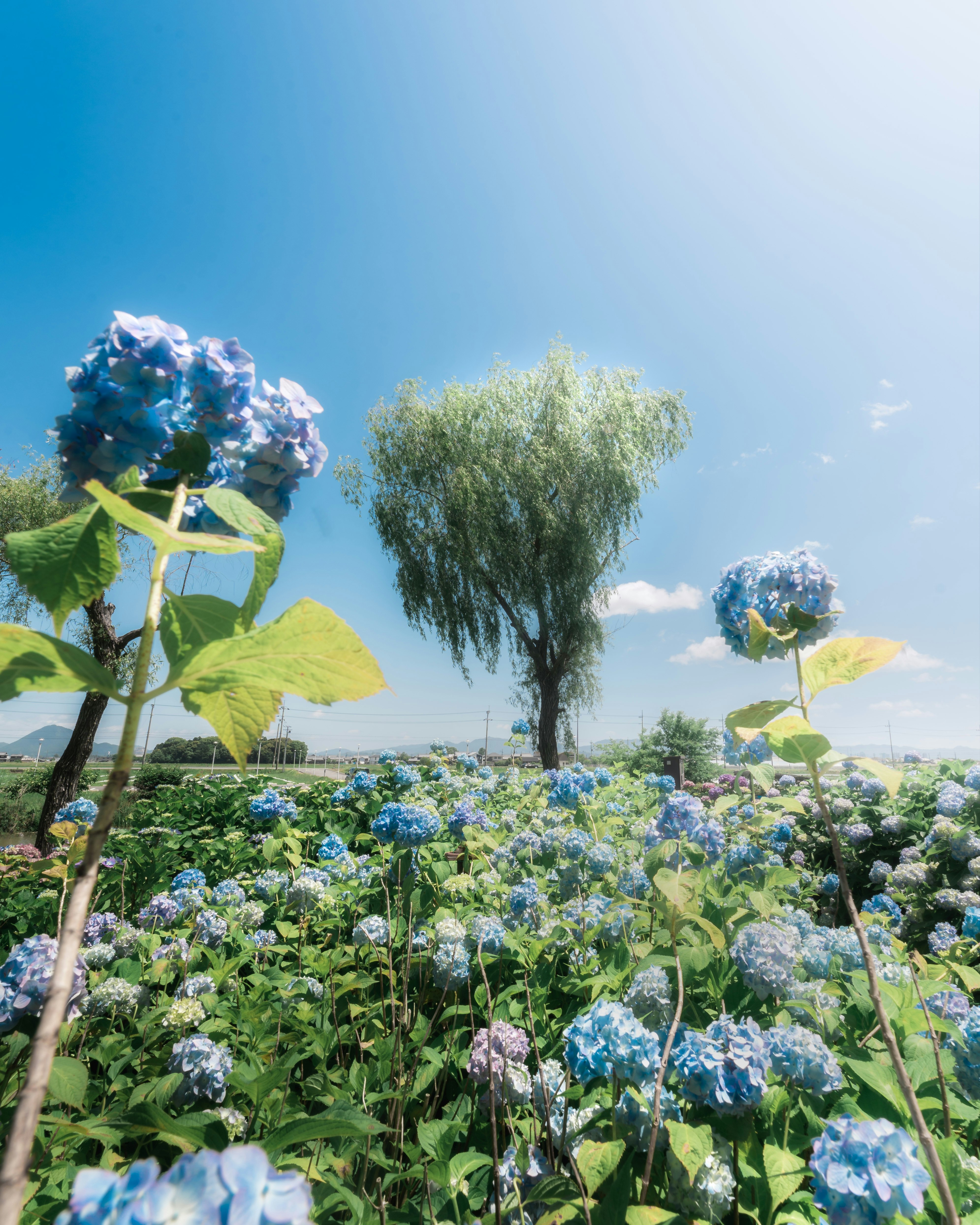 青空の下で咲くアジサイの花畑