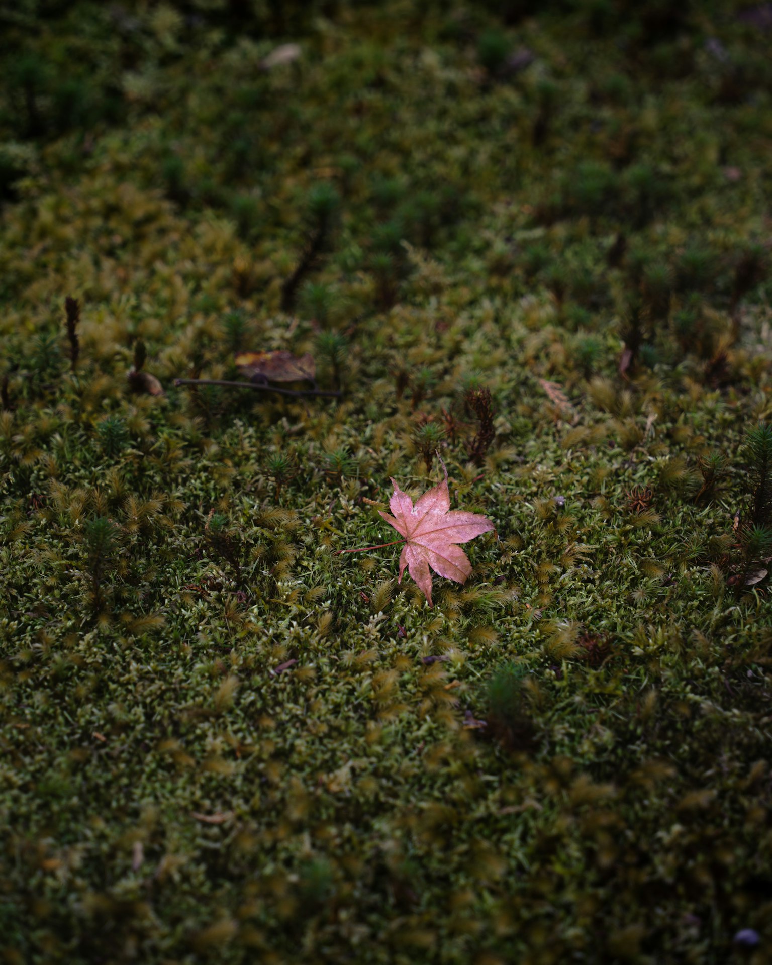 一片粉色的叶子 resting on green moss