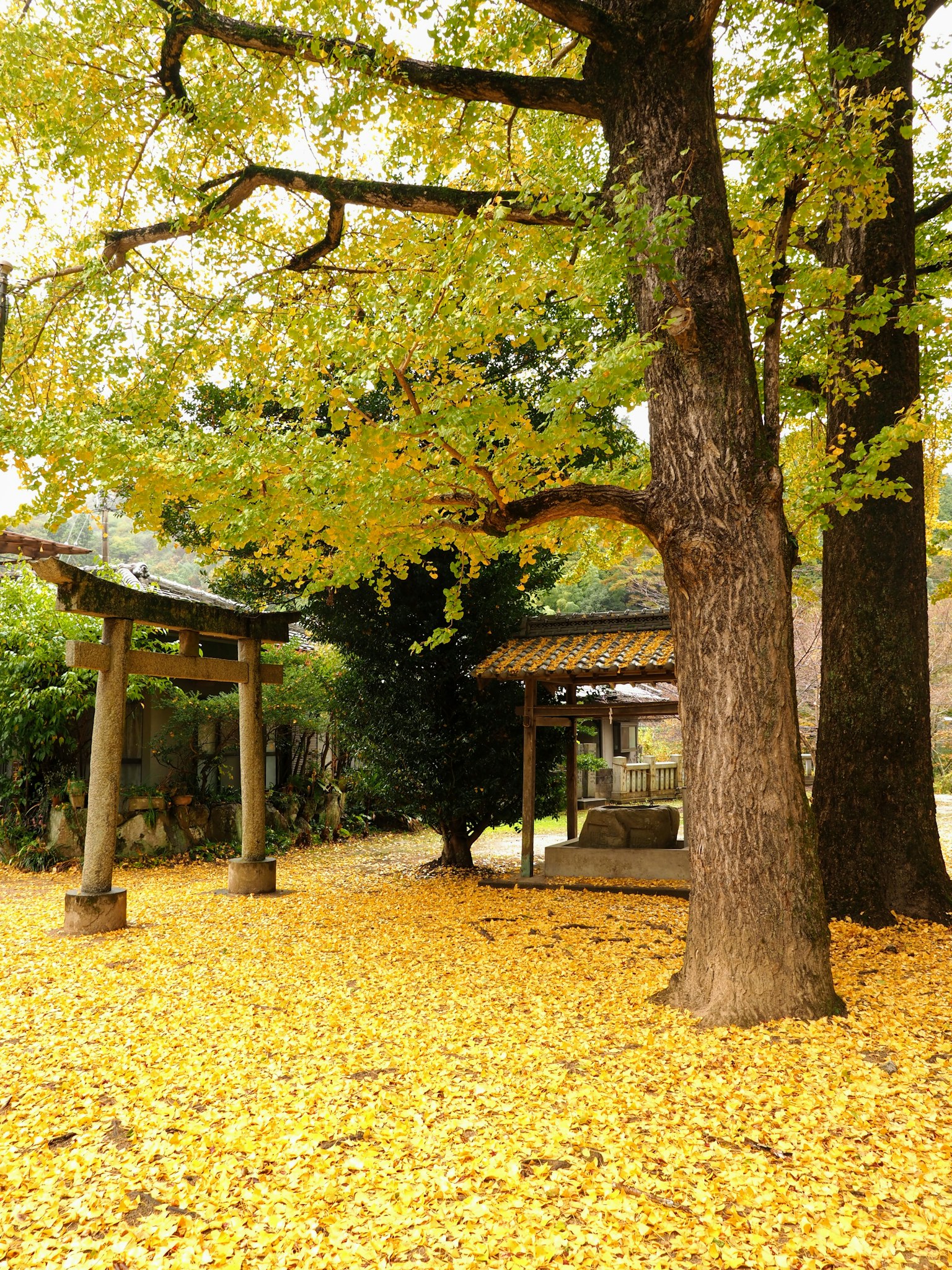一棵大樹和一個鳥居在一個被落黃葉覆蓋的神社庭院中