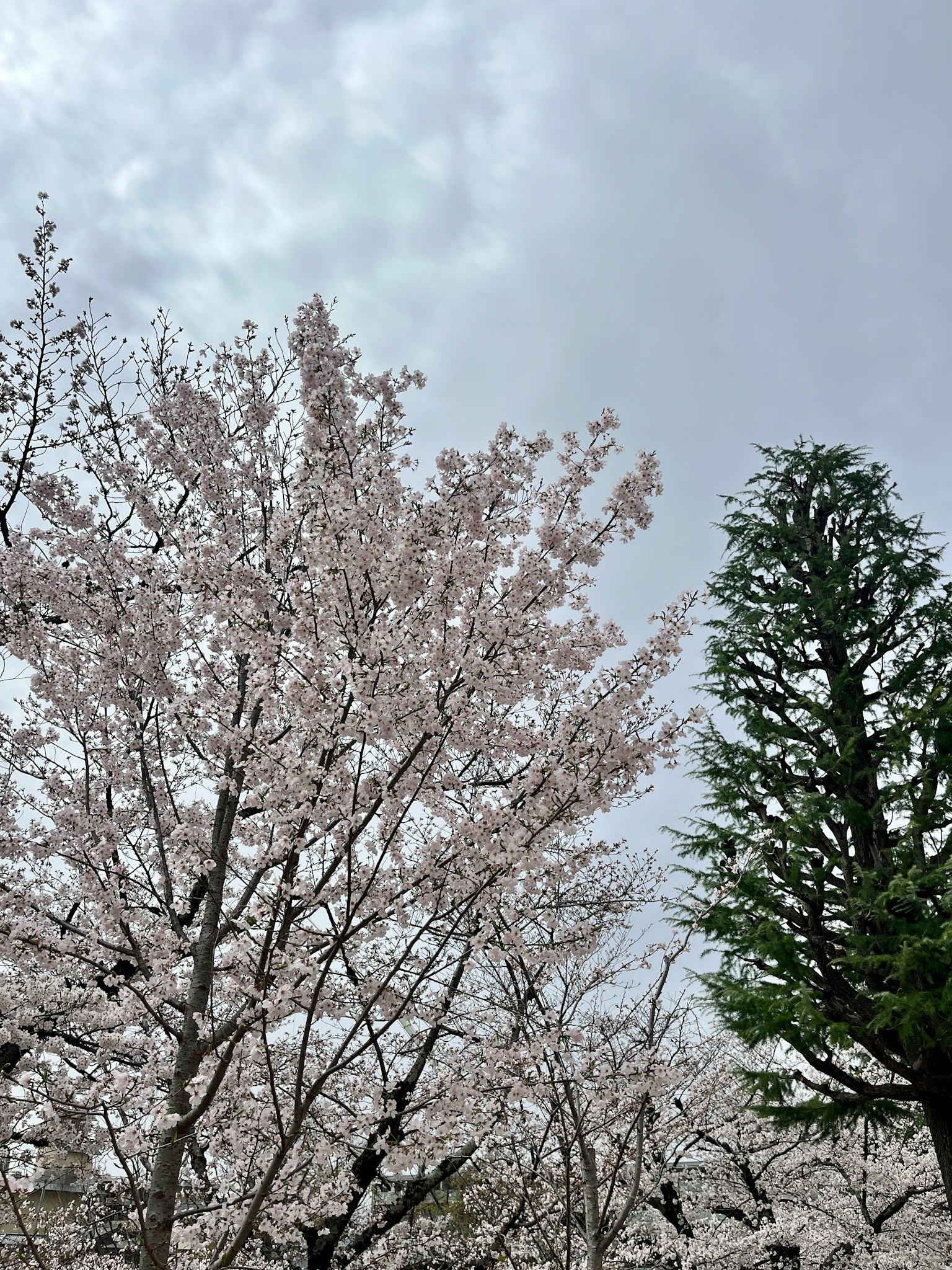Albero di ciliegio con fiori rosa e un albero verde contro un cielo nuvoloso