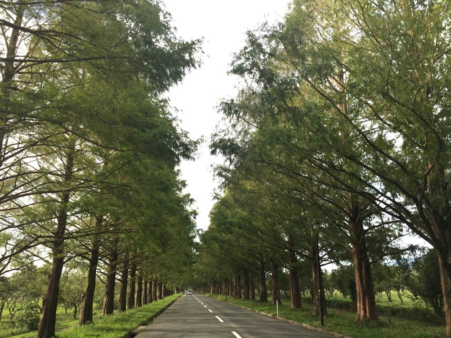 Route paisible bordée d'arbres verts