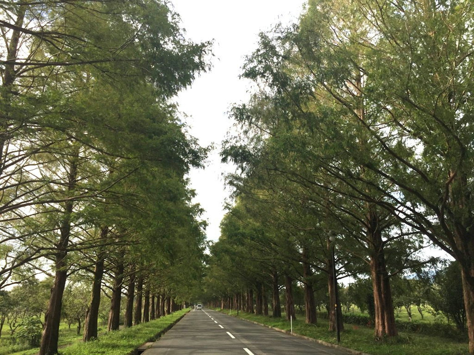 Strada tranquilla fiancheggiata da alberi verdi