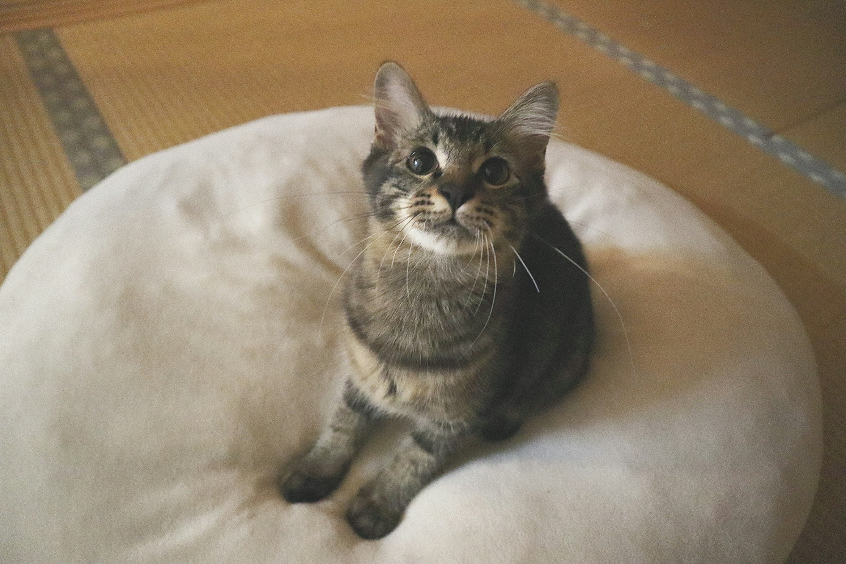 猫がクッションの上でくつろぐ和室
