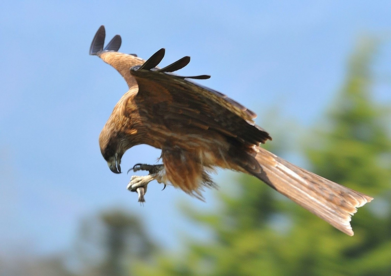 Un halcón en vuelo intentando atrapar una presa