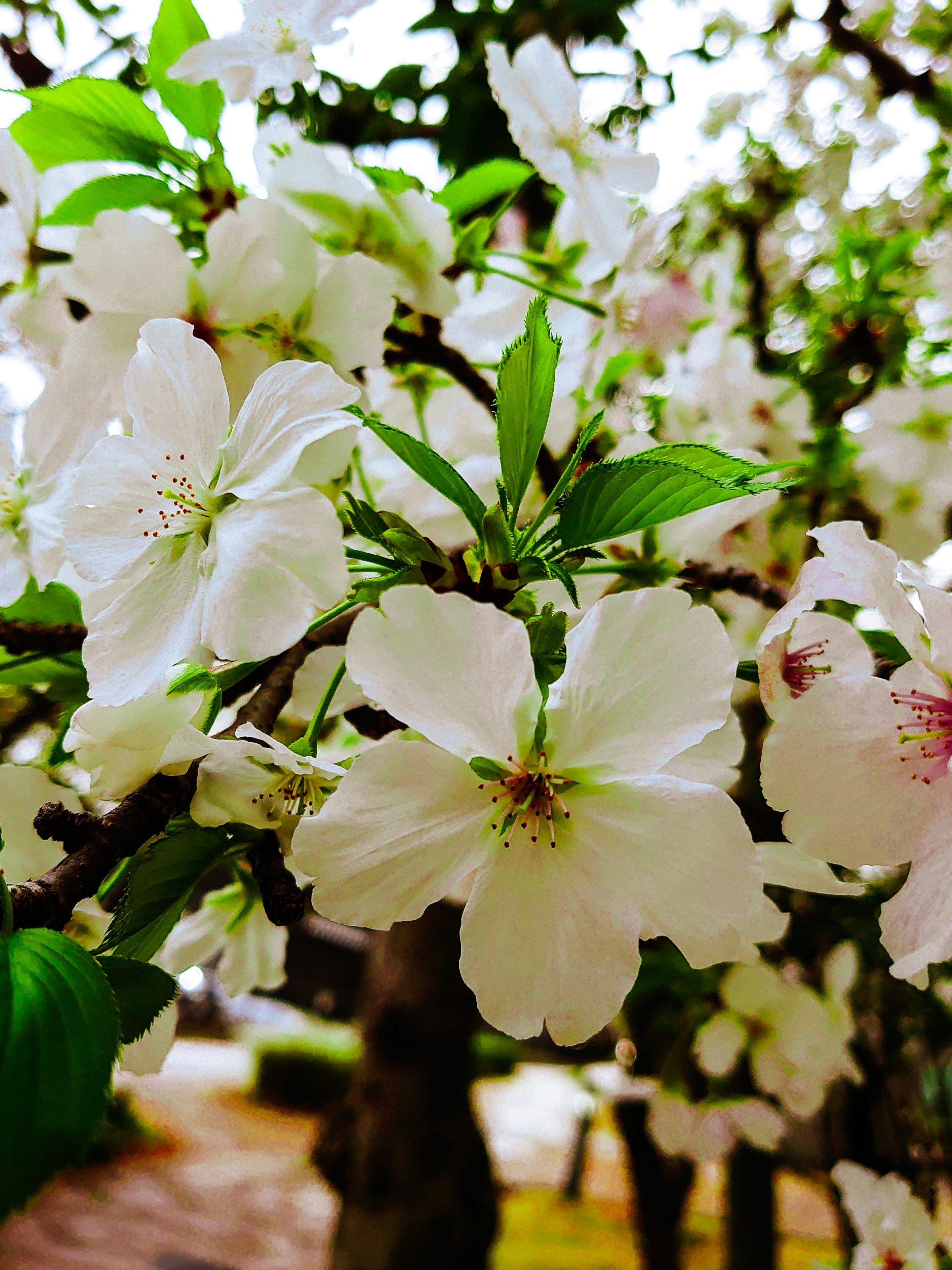 桜の花と若葉が枝に咲く春の木