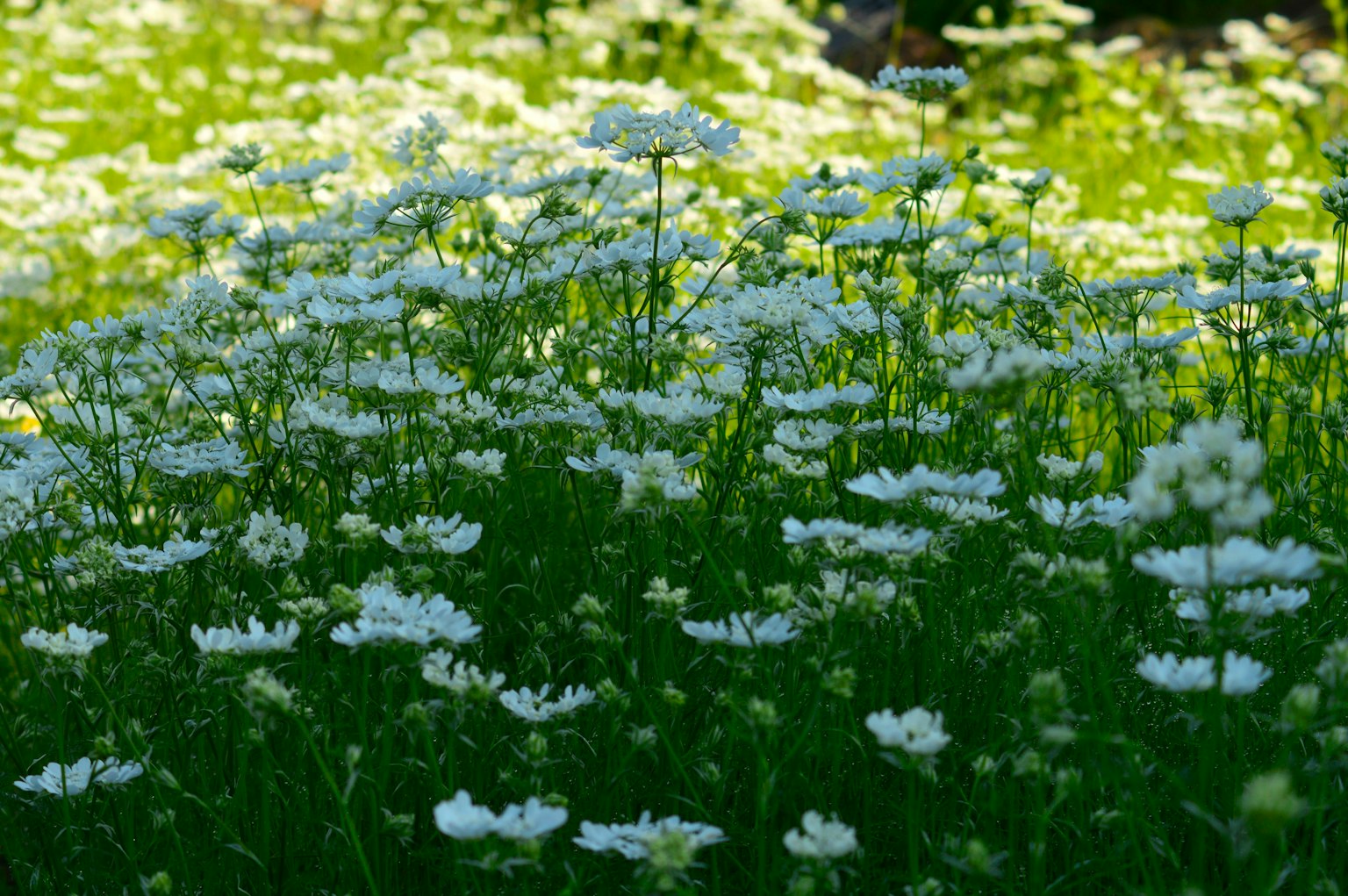 Ein üppiges grünes Feld mit Gruppen von weißen Blumen