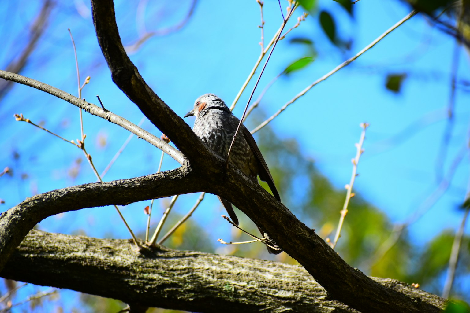 Ein Vogel sitzt auf einem Ast vor einem blauen Himmel