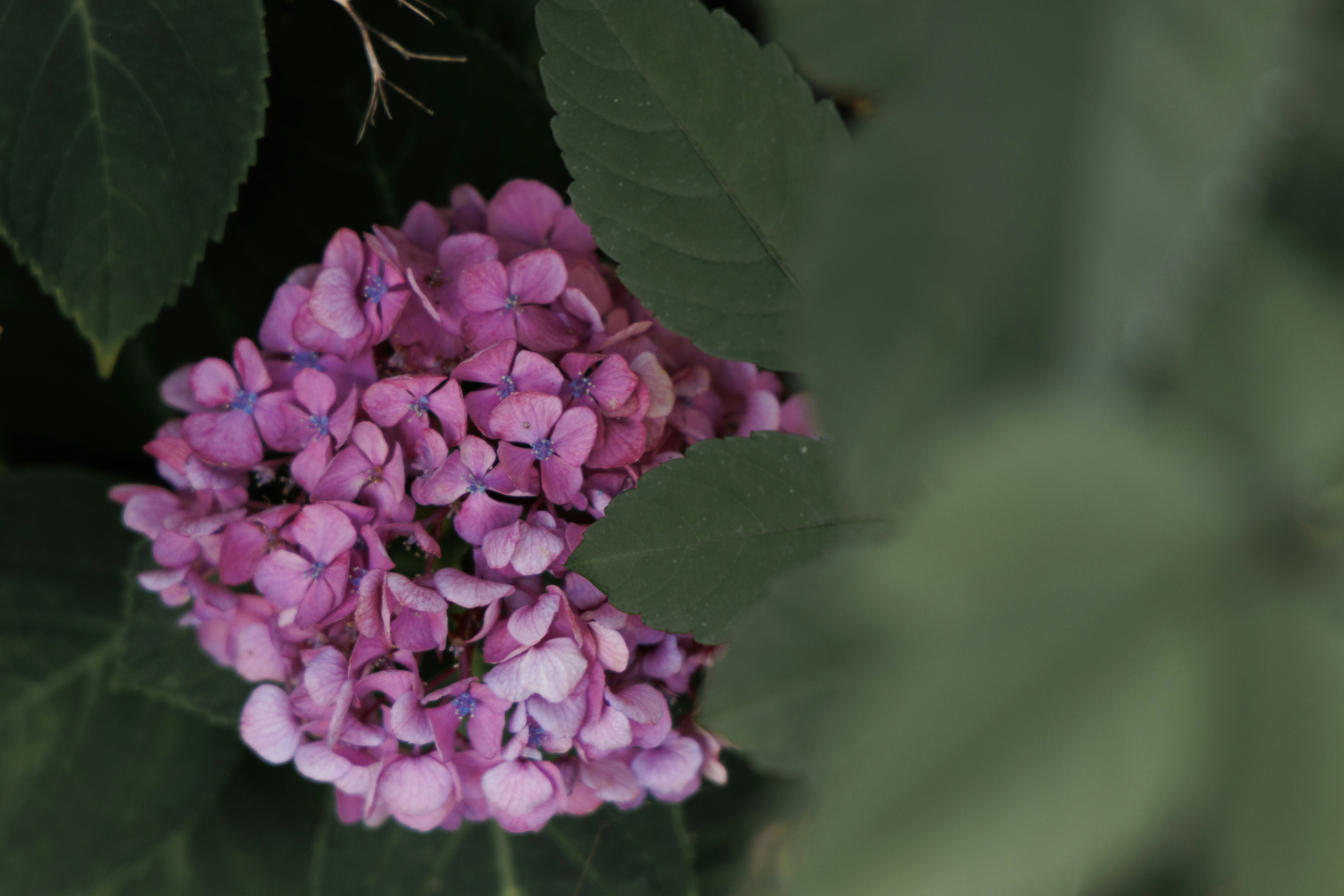 色褪せた紫陽花の花房のクローズアップ