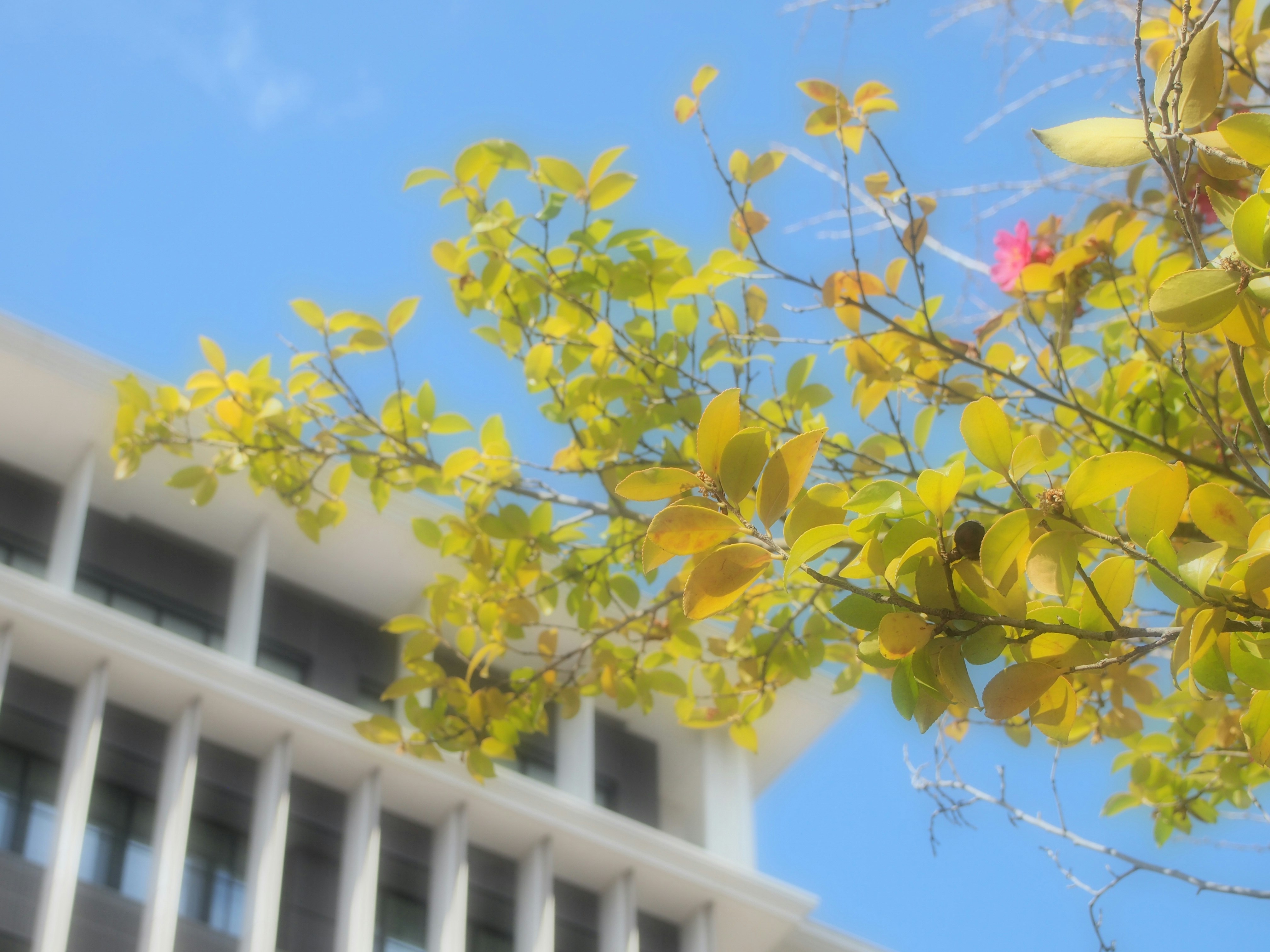 Hojas amarillas en un árbol con la fachada de un edificio bajo un cielo azul