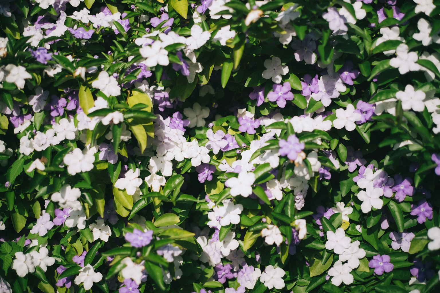 Fiori viola e bianchi che fioriscono su uno sfondo di foglie verdi