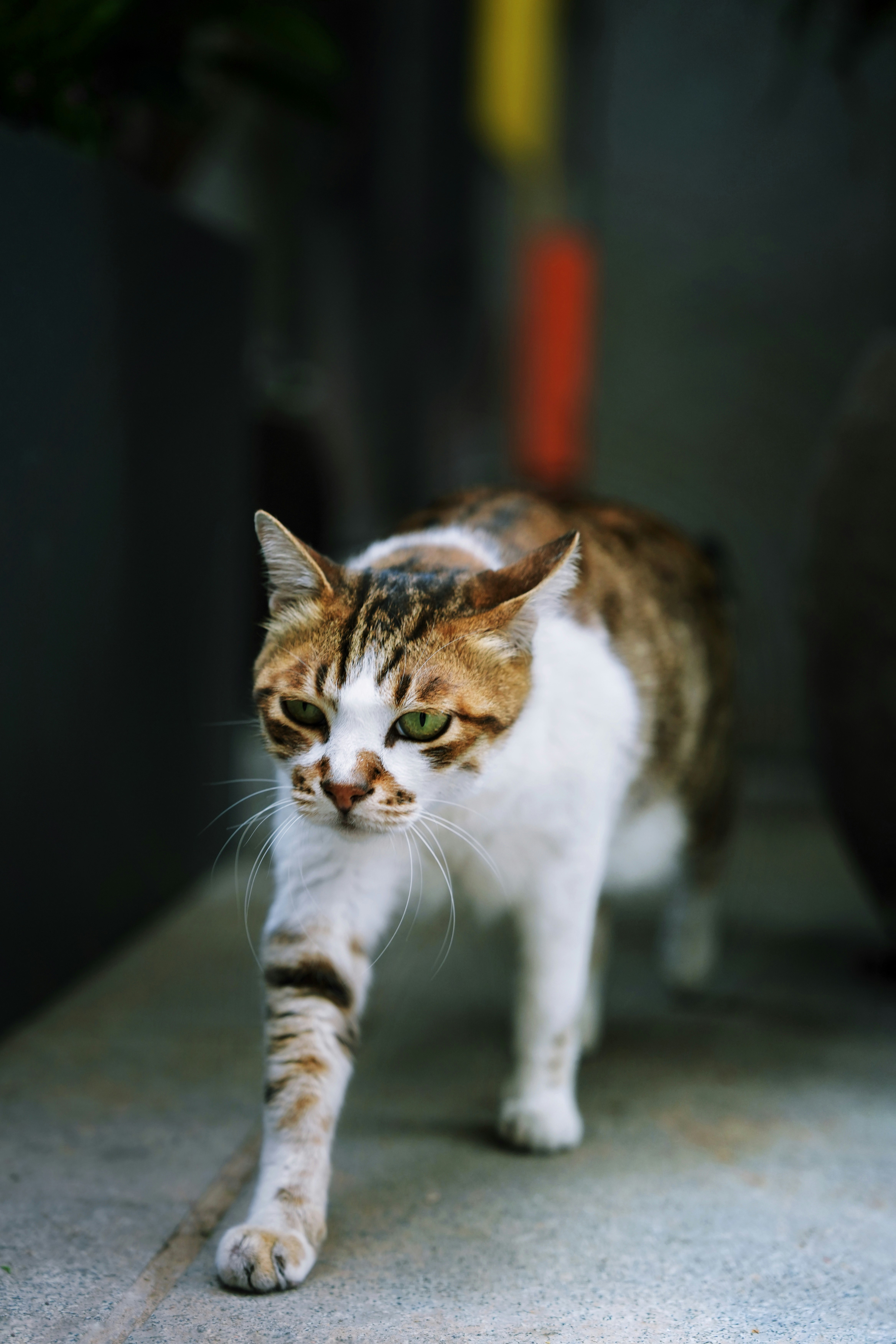 路地の薄暗い場所で歩く三毛猫