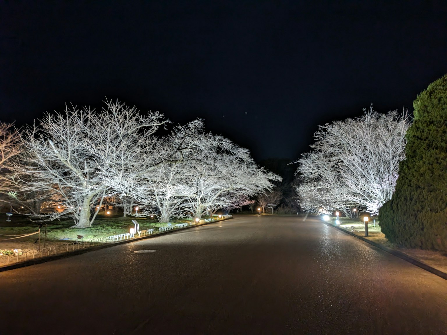 Pemandangan menawan dari pohon sakura yang diterangi putih di malam hari