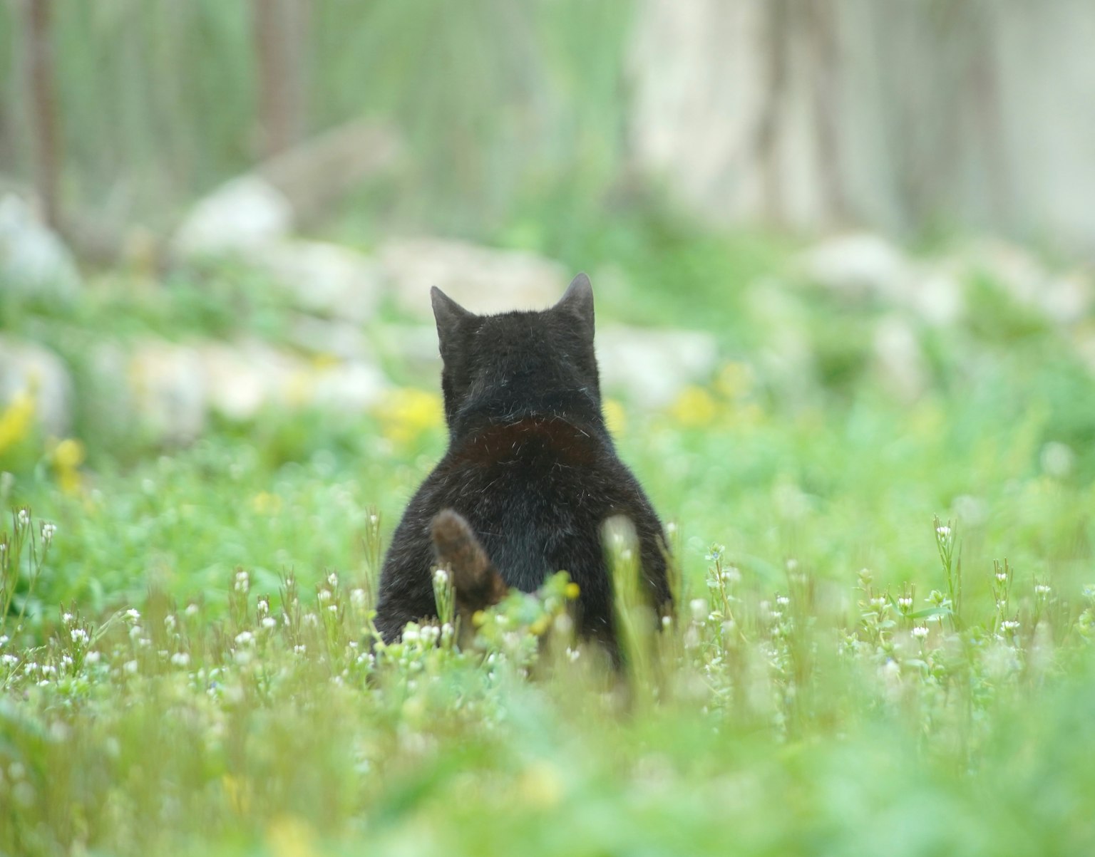 Seekor kucing hitam berjalan melalui ladang rumput dari belakang