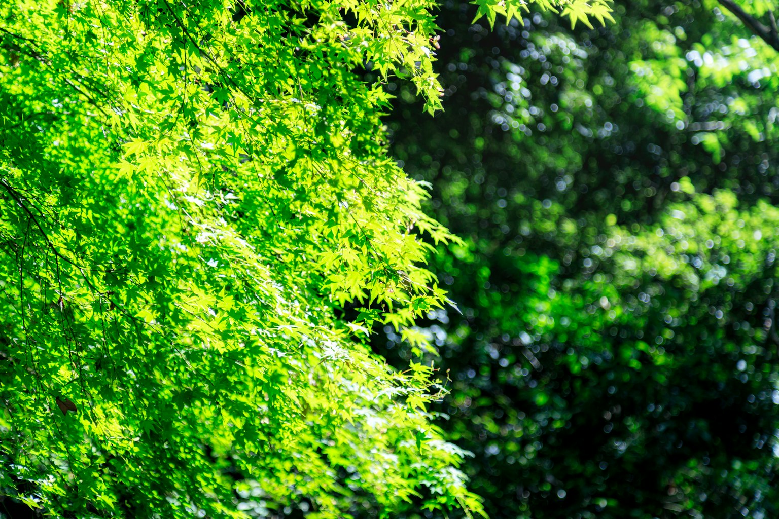 Close-up daun hijau subur di cabang pohon