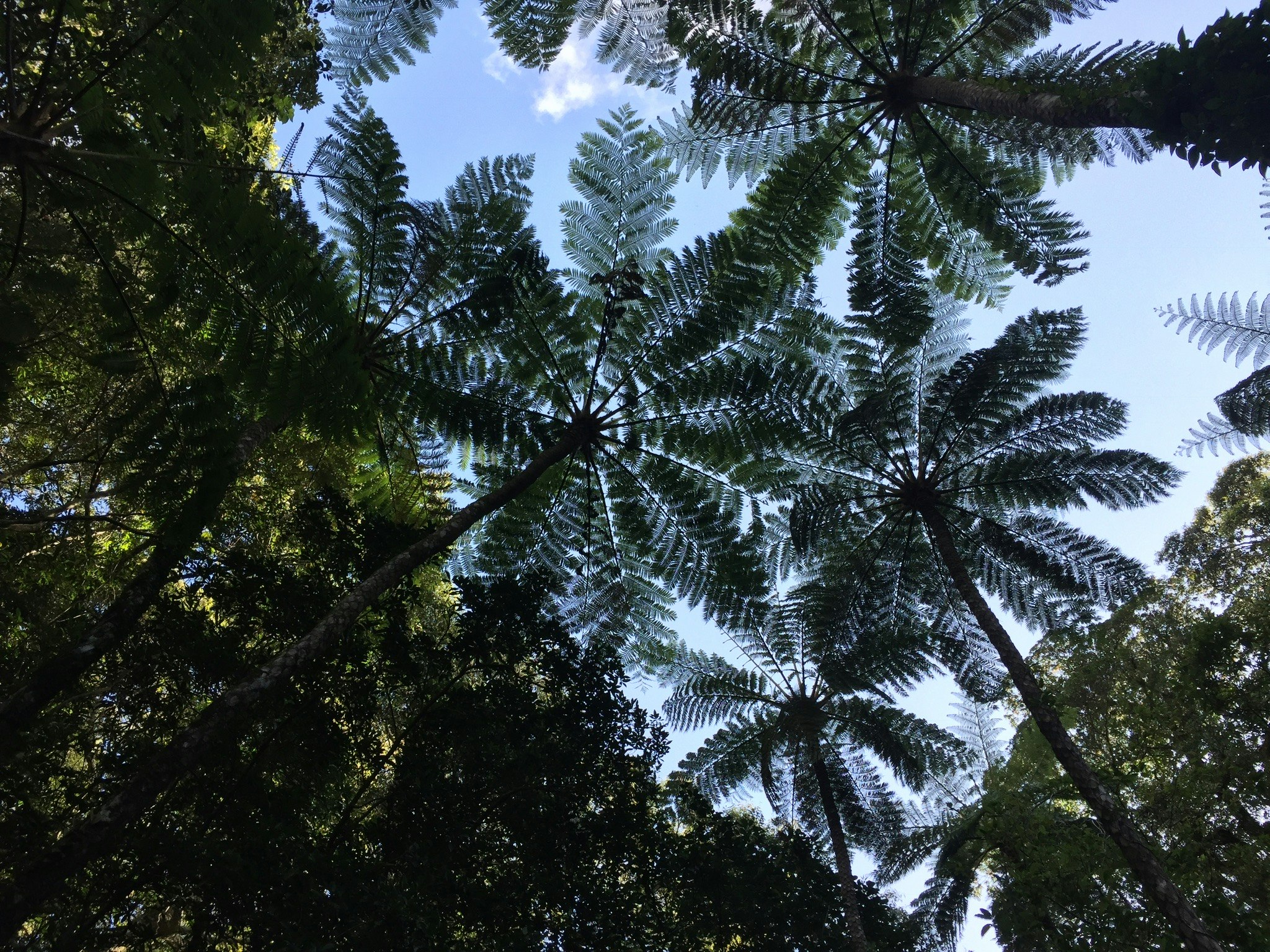 木々の葉が空に向かって広がる森の天蓋