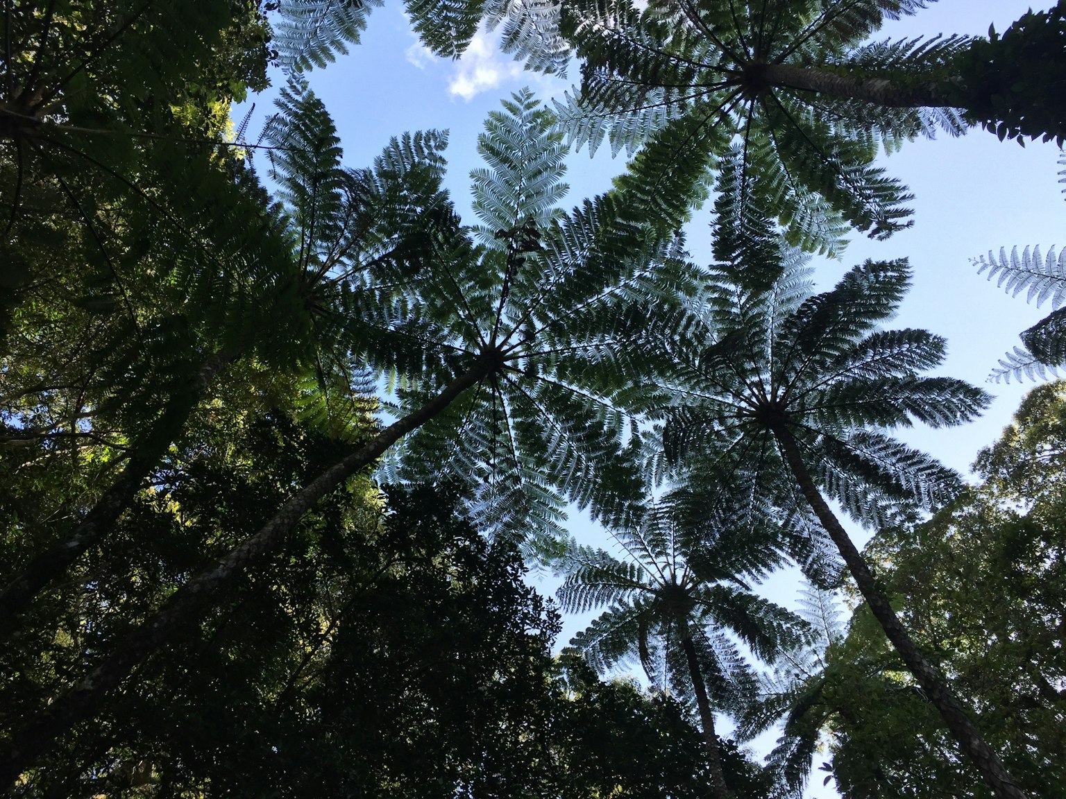 Silhouette von Farnen und Palmen vor blauem Himmel
