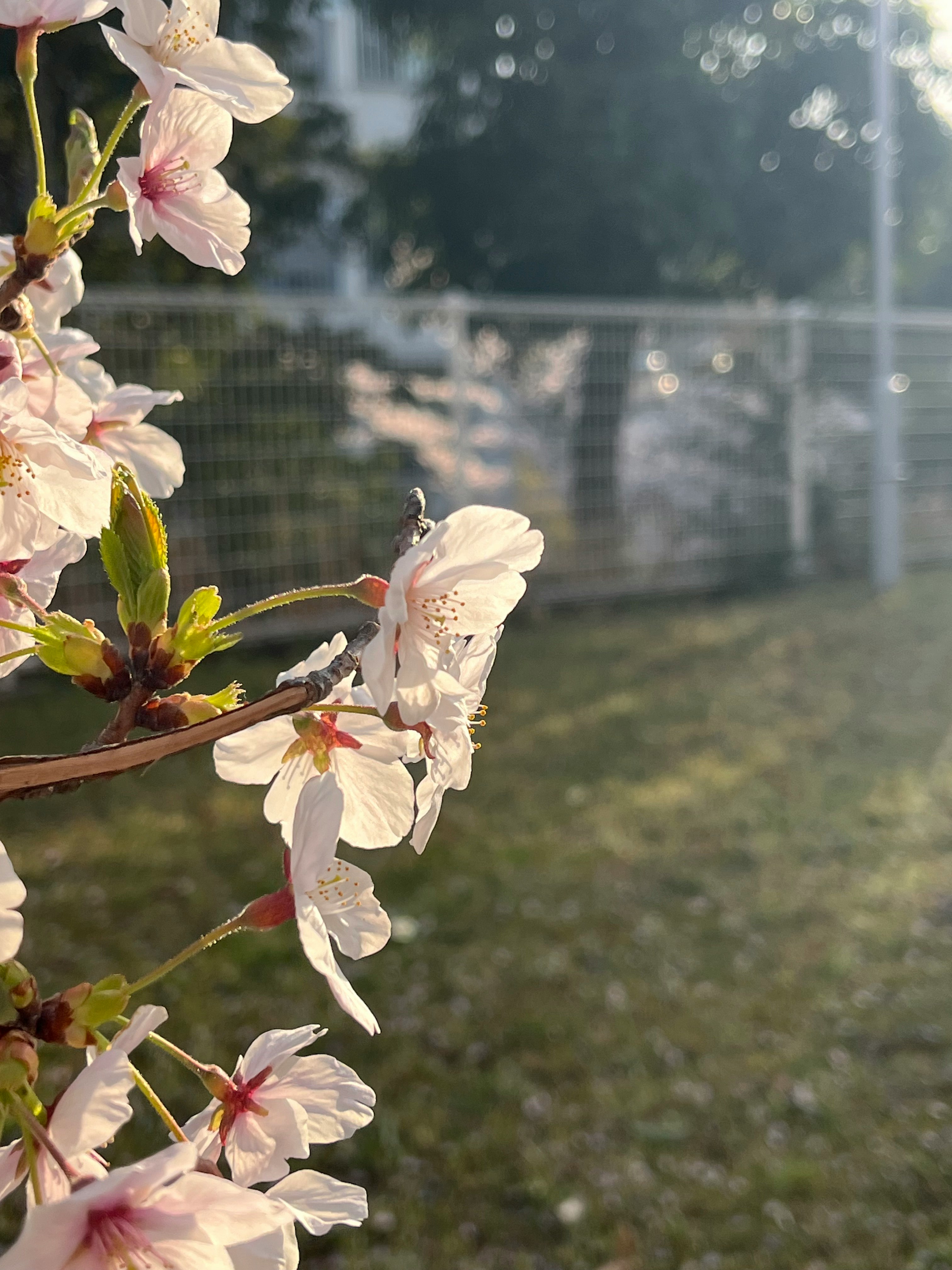 桜の花が咲く庭先の春の風景