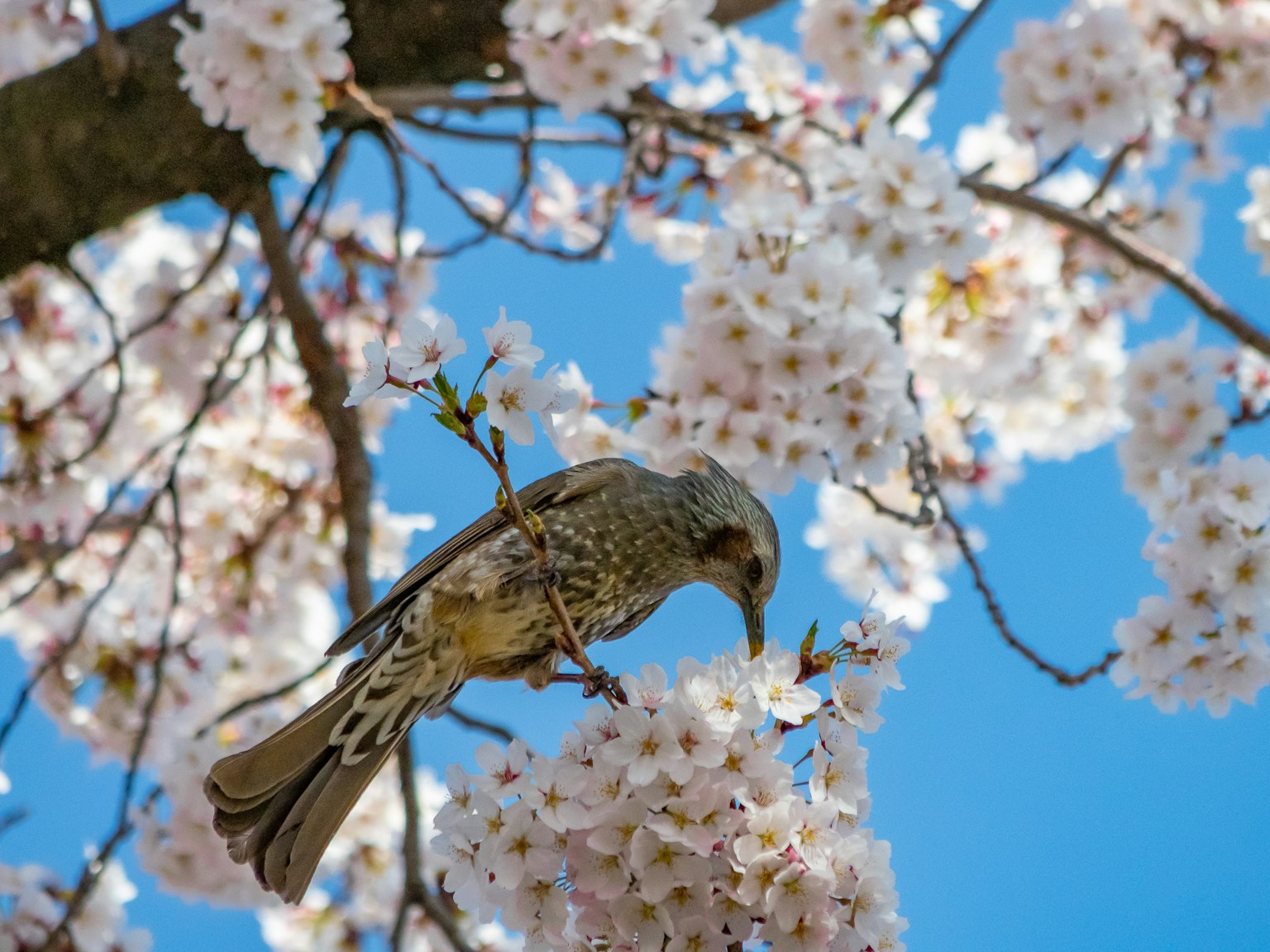 Bird foraging among cherry blossoms