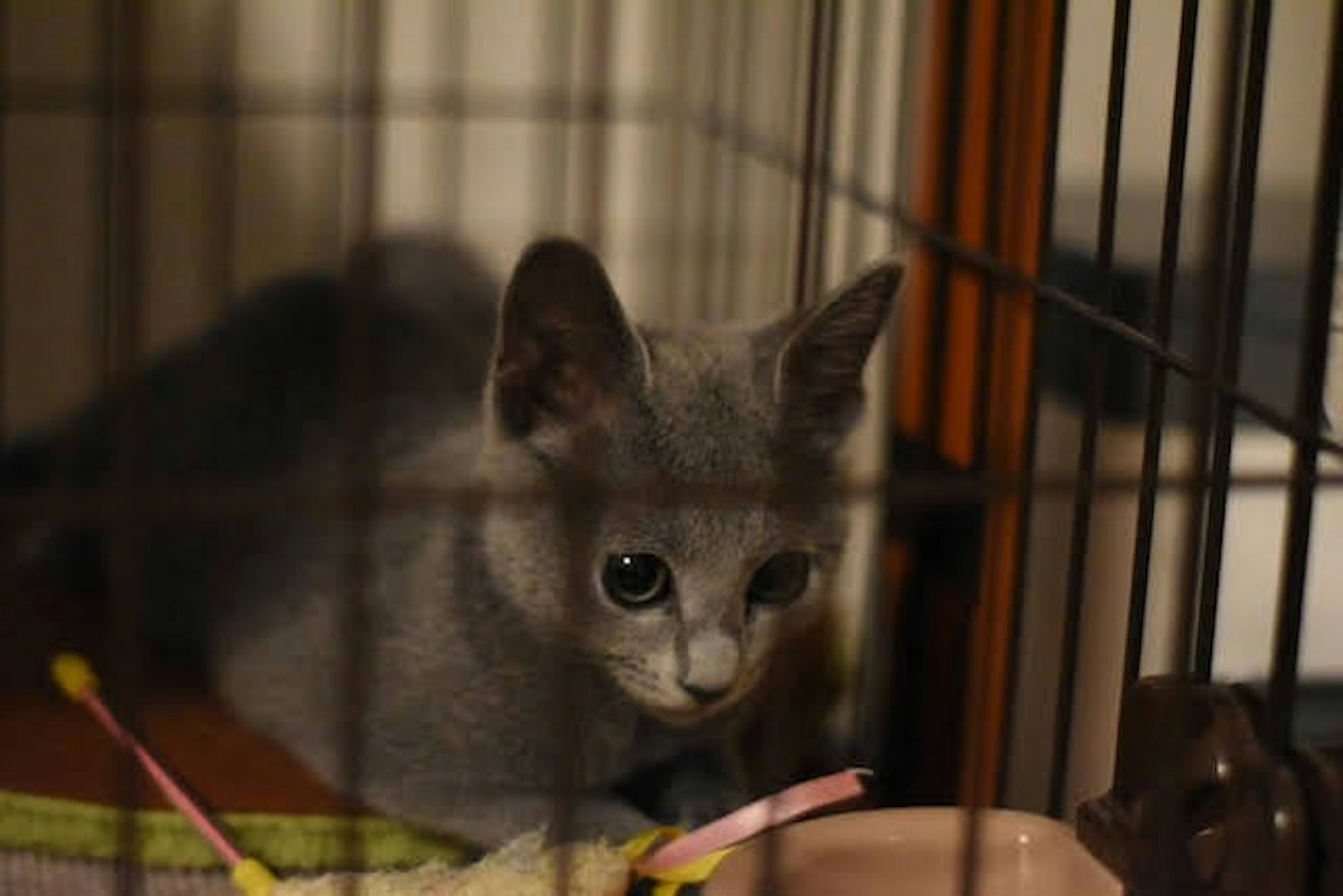 Graue Katze, die aus einem Käfig schaut