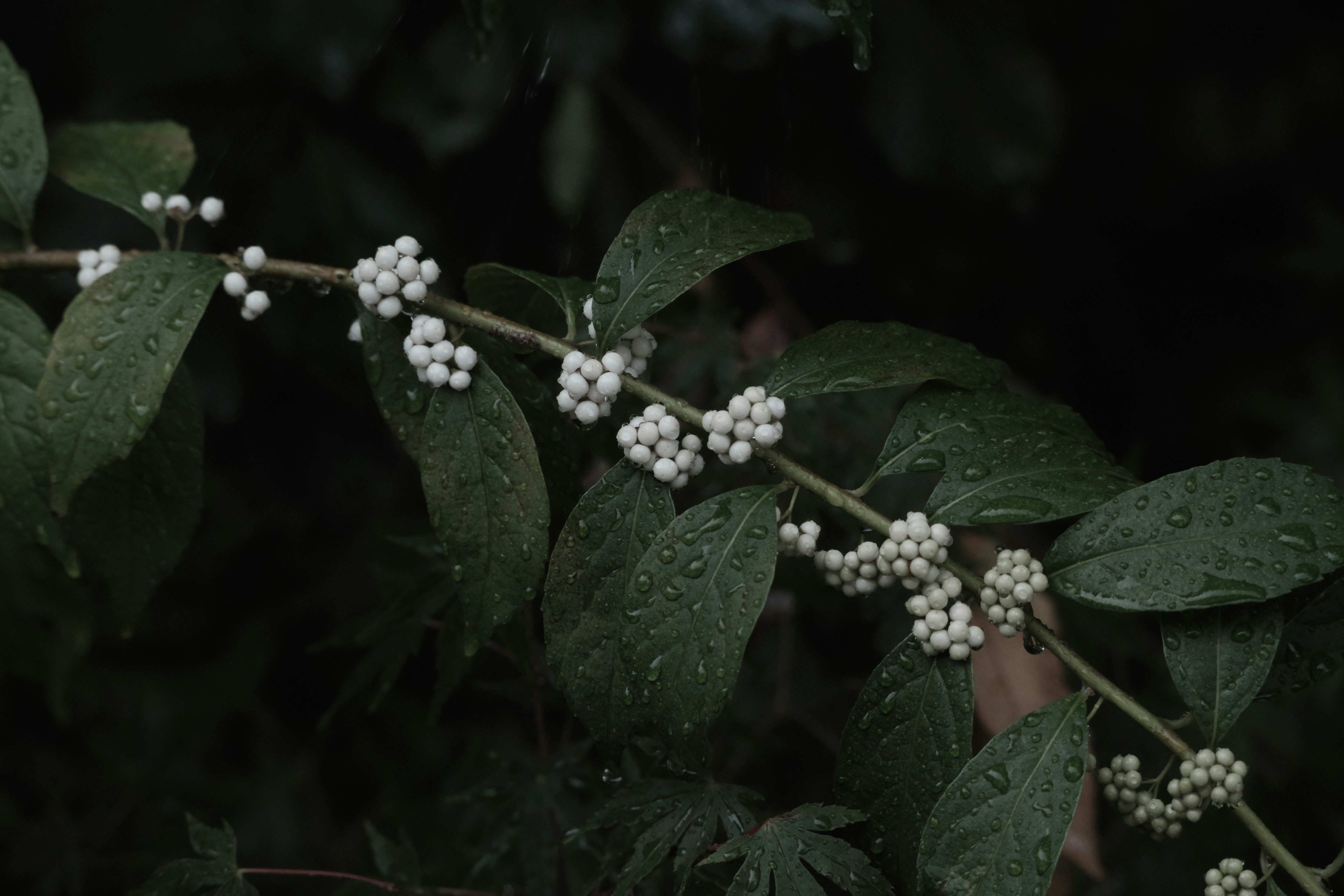 雨粒のついた紫式部の花房と葉のクローズアップ