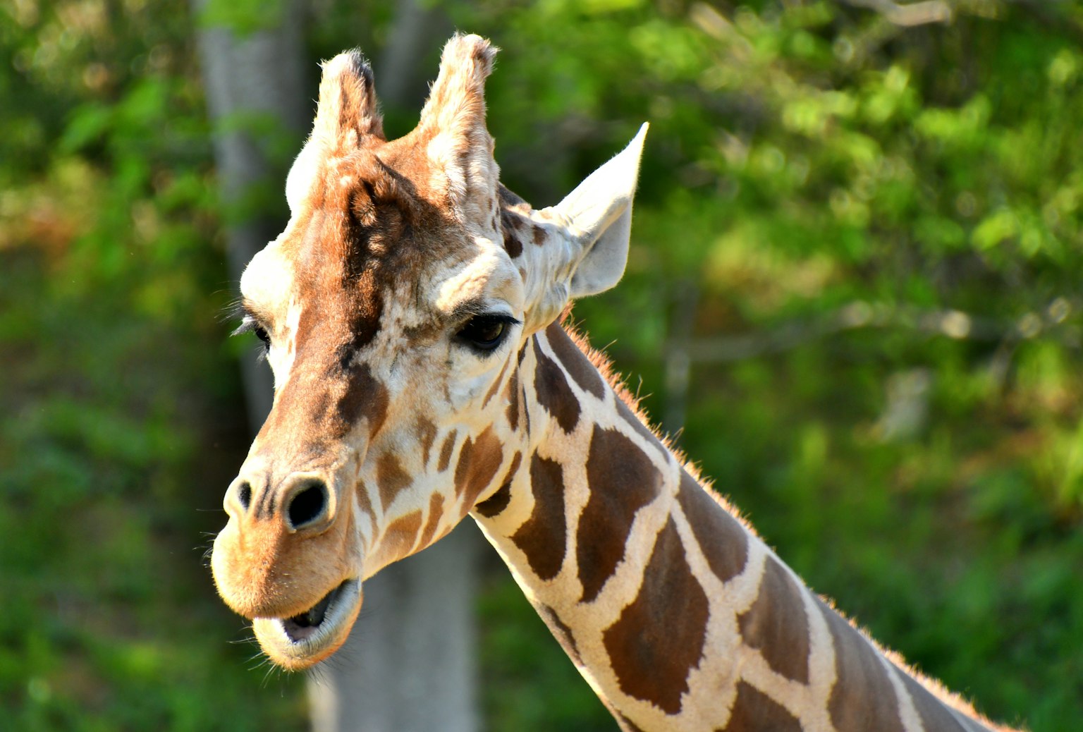 Gros plan sur le visage d'une girafe avec des taches brunes distinctives