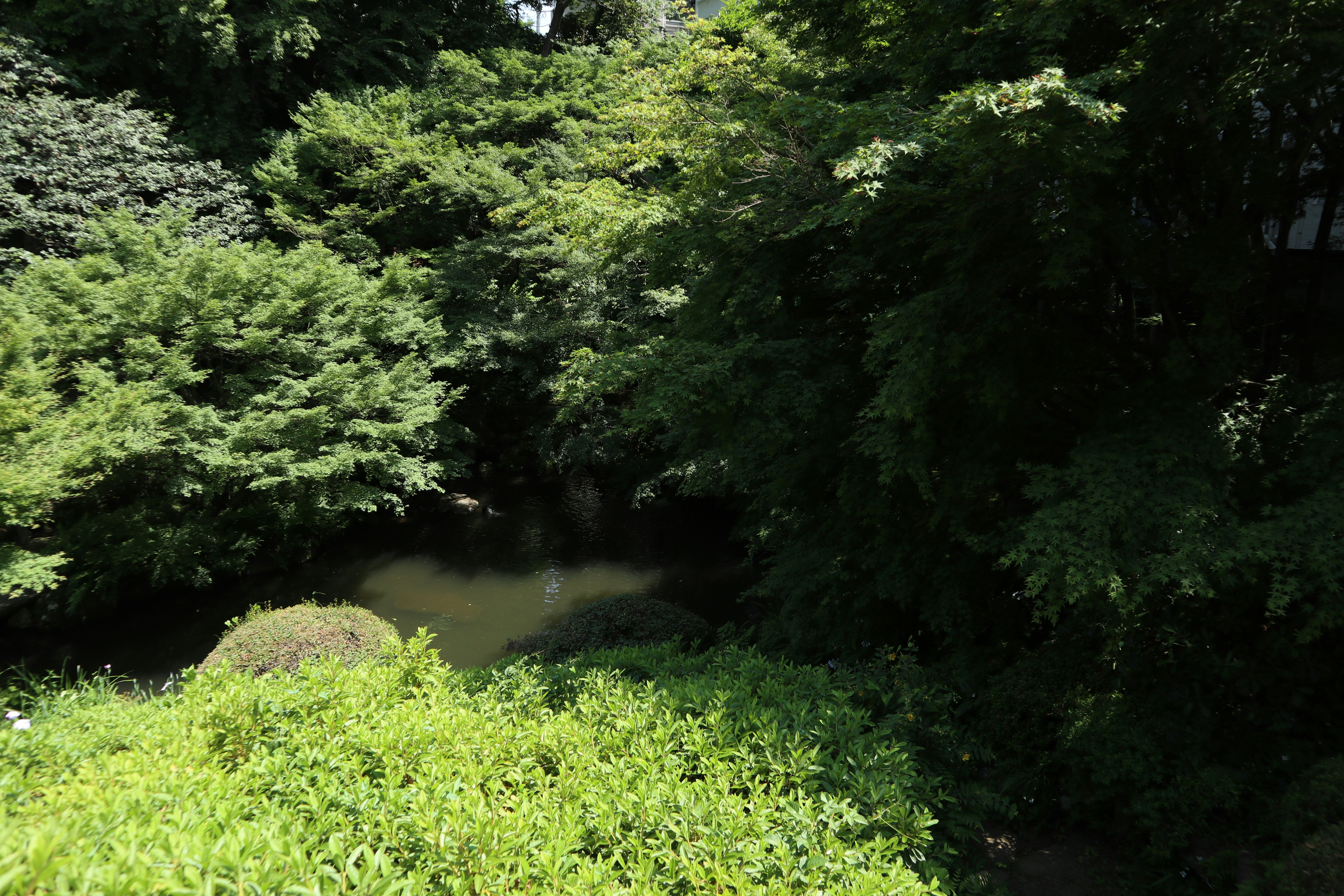 川沿いの緑豊かな森と草地の風景