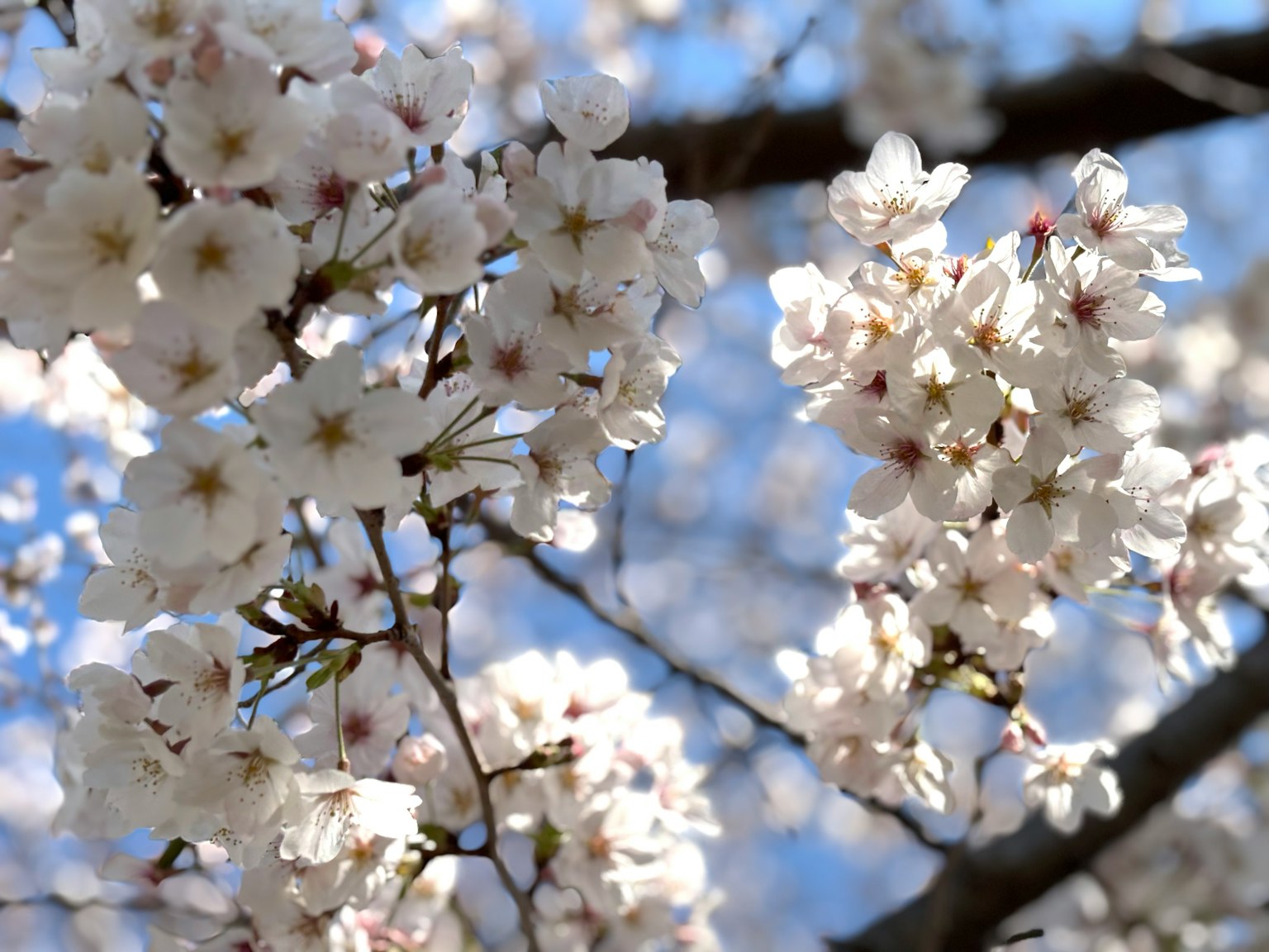 Close-up of cherry blossom branches with white flowers
