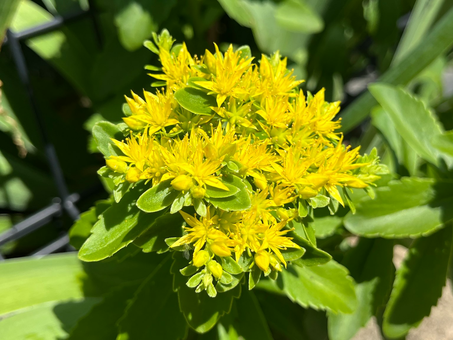 Nahaufnahme einer Pflanze mit leuchtend gelben Blumen