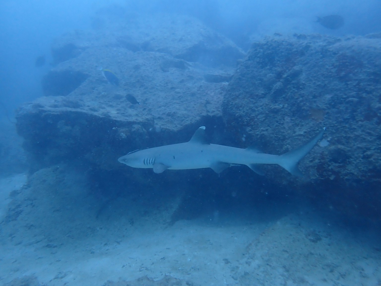 Un tiburón nadando cerca de rocas bajo el agua