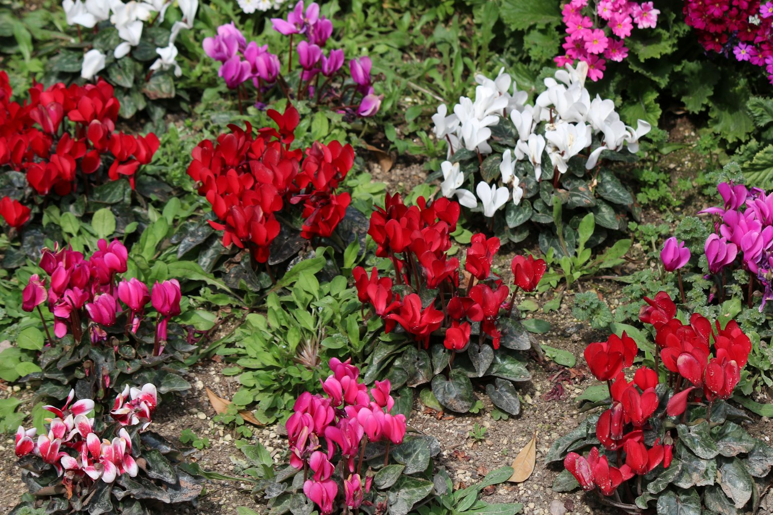 Ein Garten voller bunter Alpenveilchen in verschiedenen Farbtönen