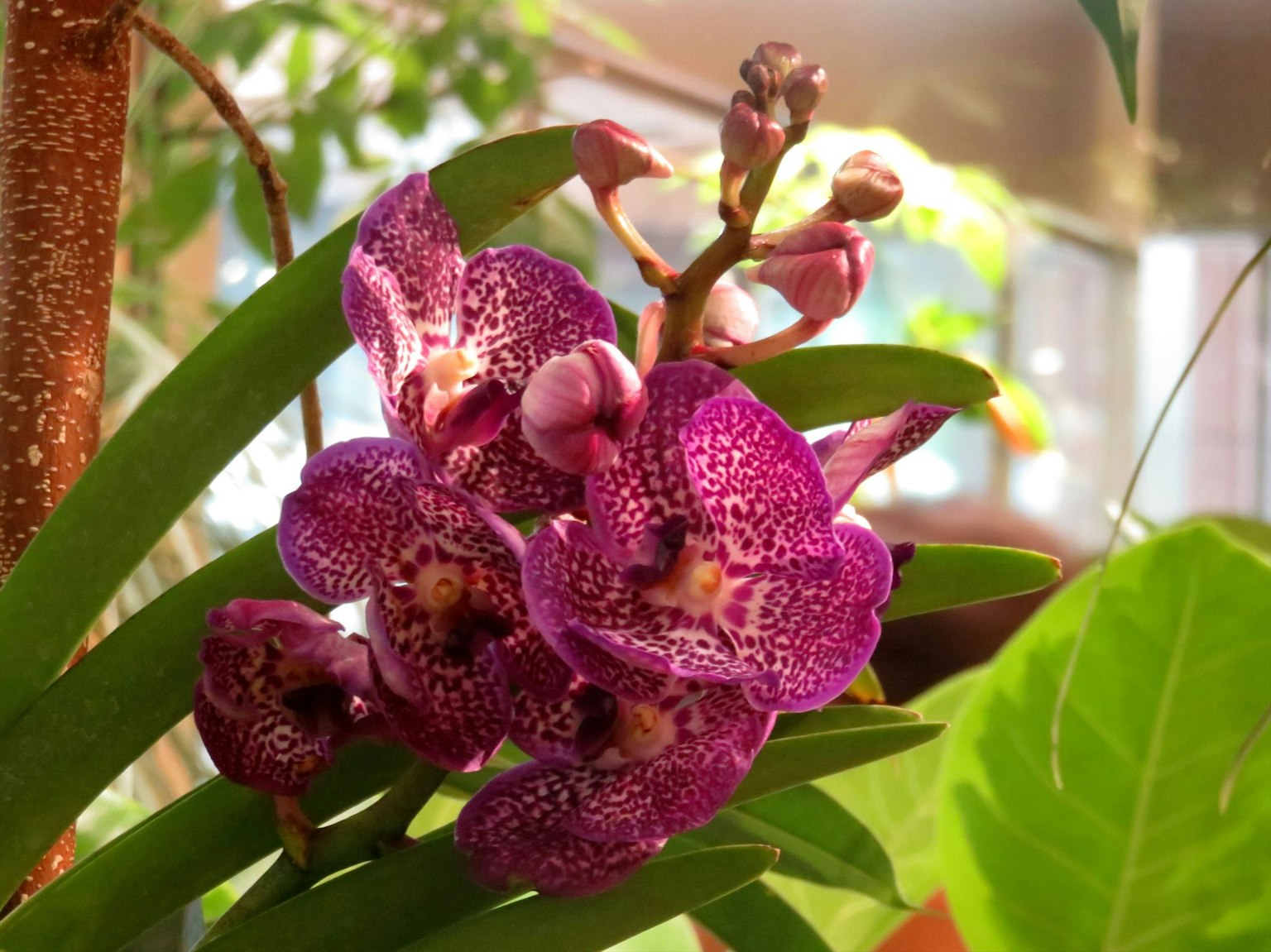 Lebendige lila Orchideenblüten in voller Blüte mit grünen Blättern