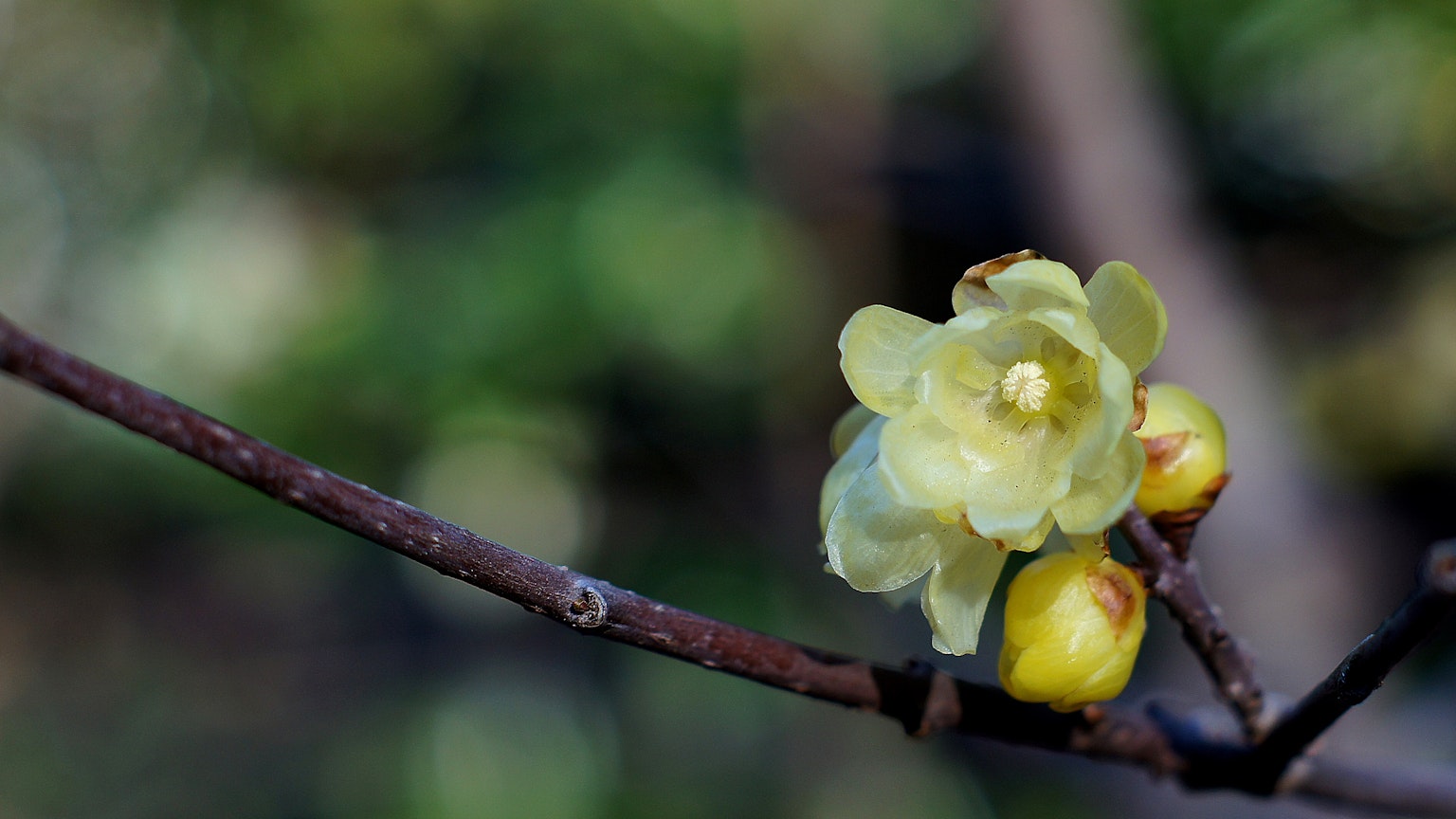 Nahaufnahme einer blassen gelben Blume und Knospen an einem Zweig