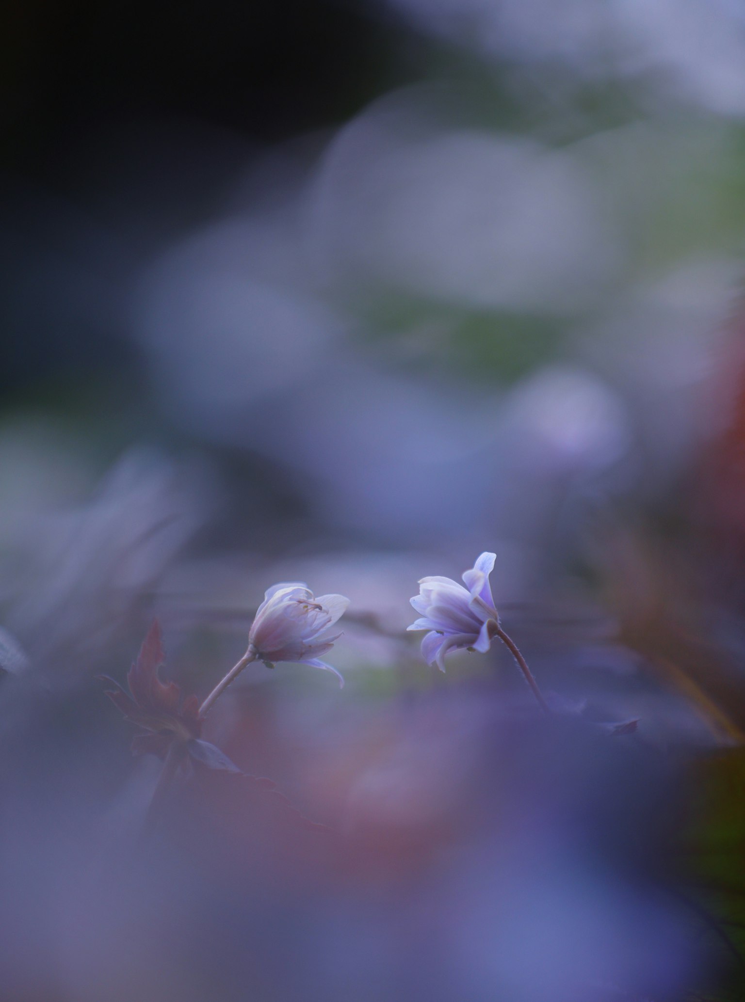 Bunga putih kecil terlihat di latar belakang kabur