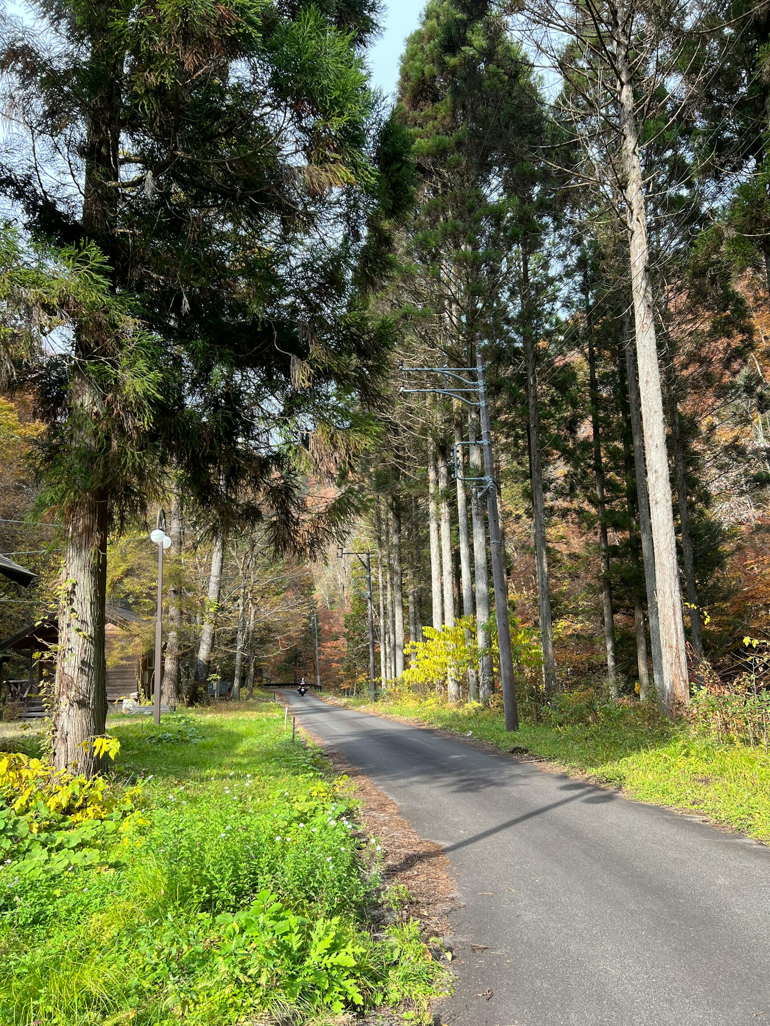 Ruhige asphaltierte Straße umgeben von üppigen grünen Bäumen