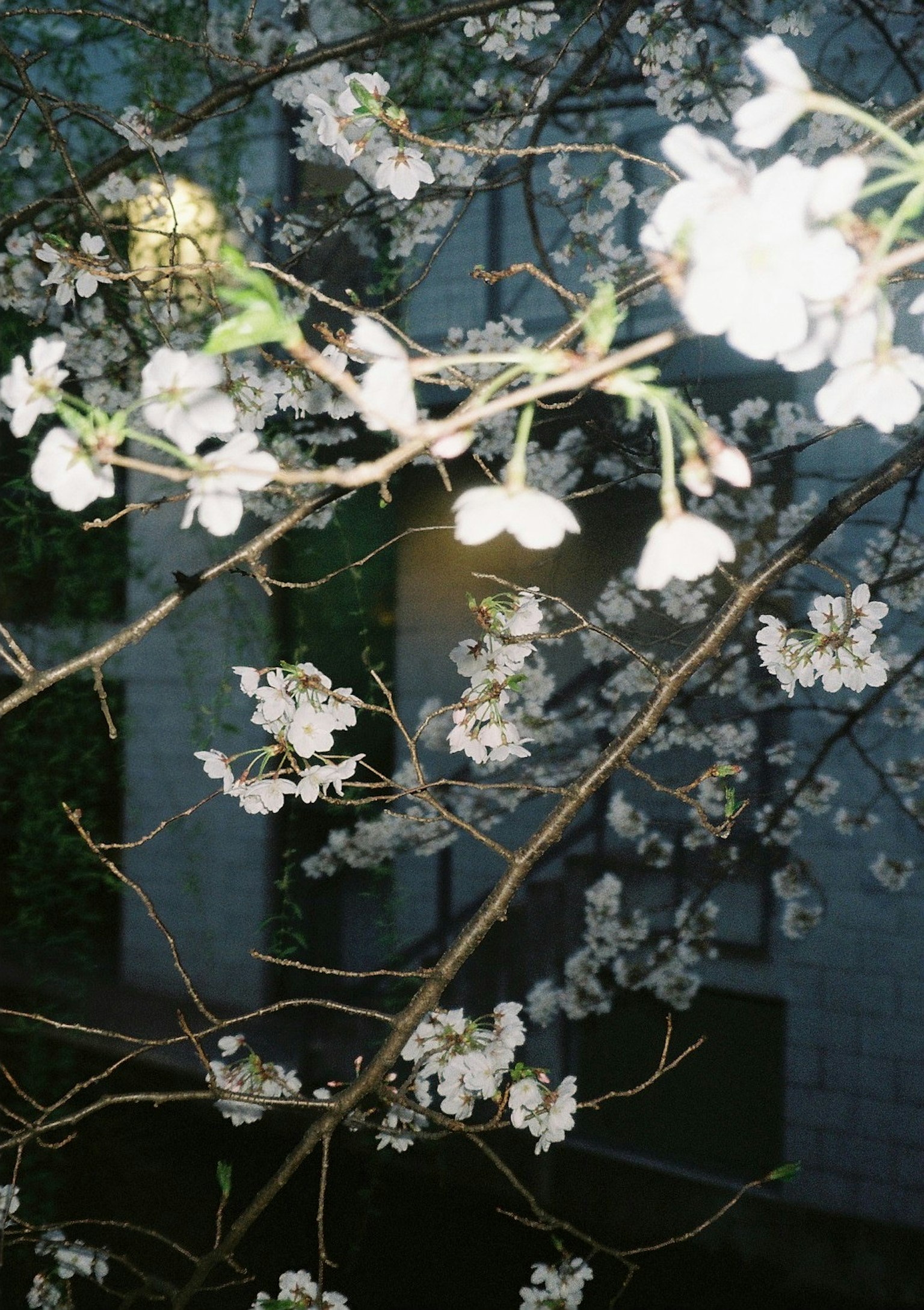 Fiori di ciliegio in fiore di notte con luce di sfondo soffusa