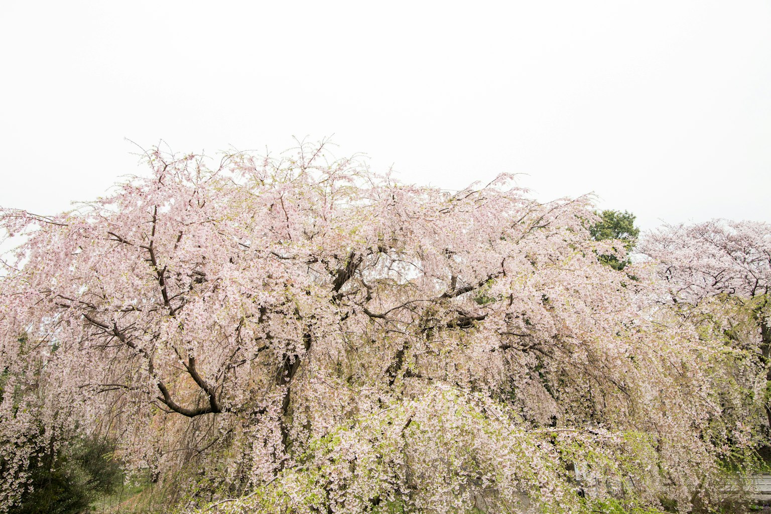 Albero di ciliegio piangente in piena fioritura con fiori rosa chiaro
