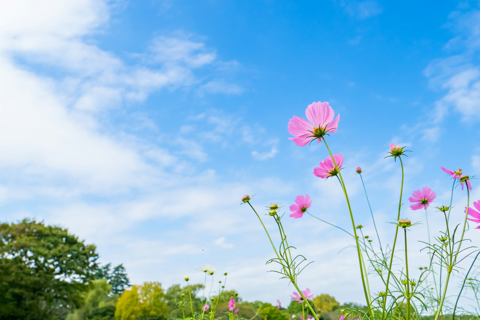 Pink flowers blooming under a blue sky with green landscape