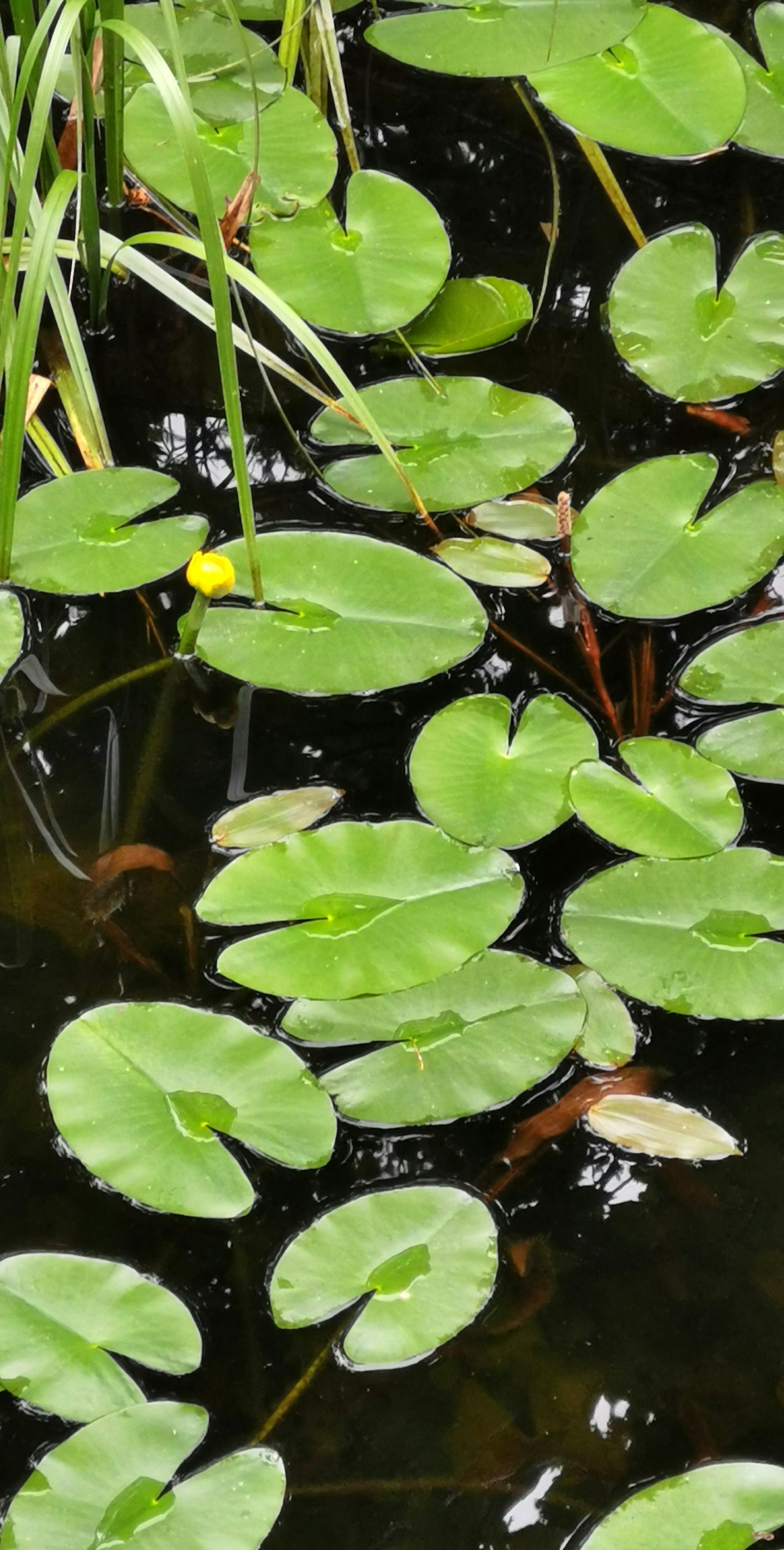 Foglie di ninfea verdi che galleggiano su una superficie d'acqua scura