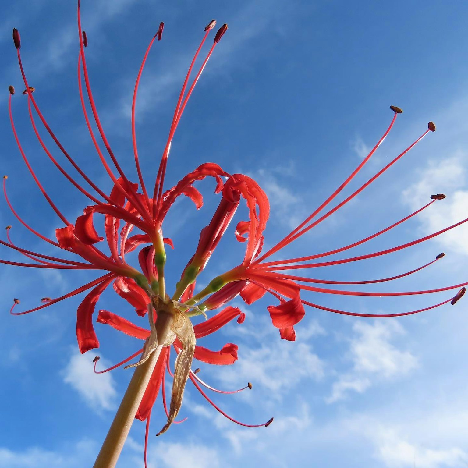 Lebendige rote Spinnenblume blüht unter einem blauen Himmel