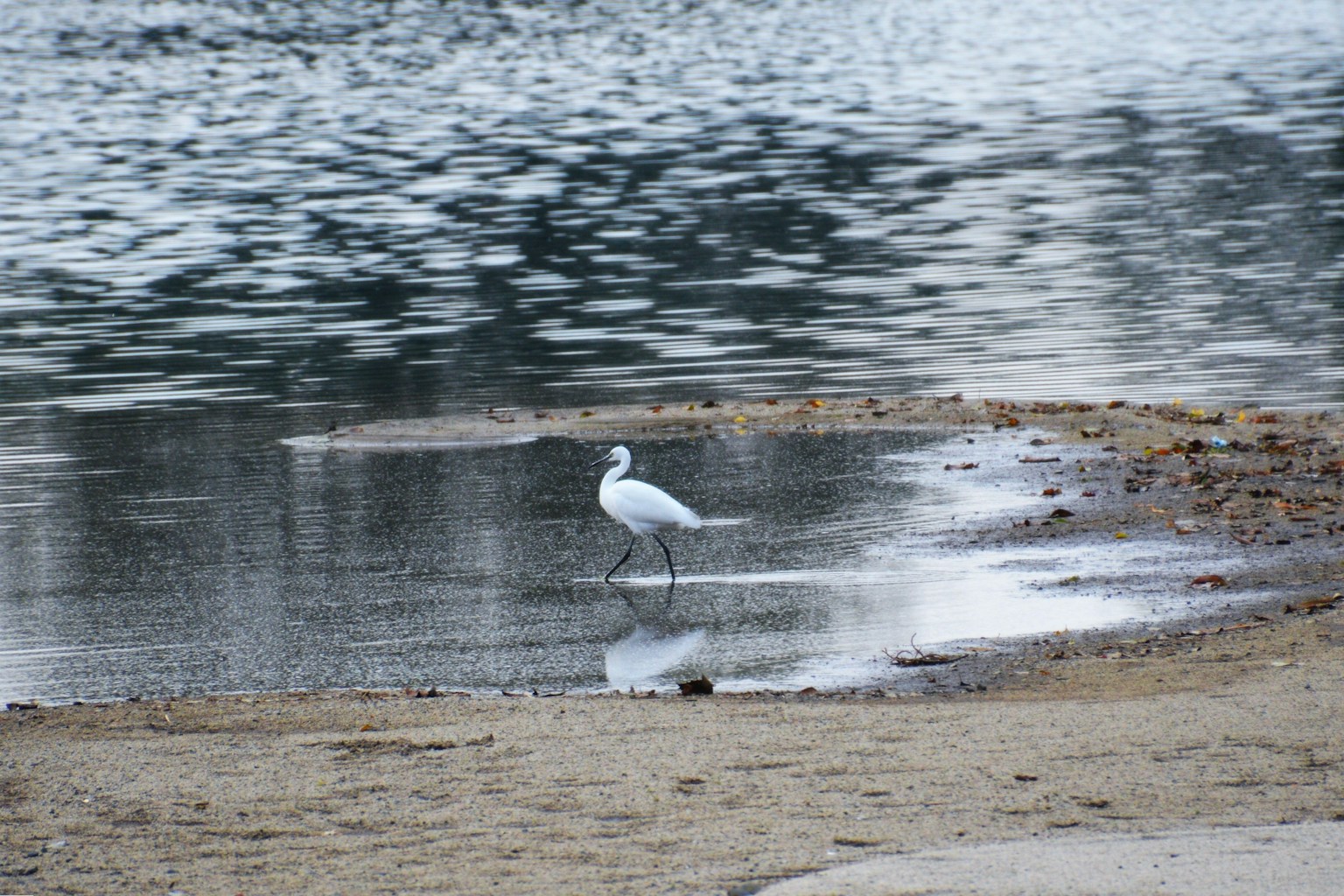 A white heron standing at a tranquil lakeshore
