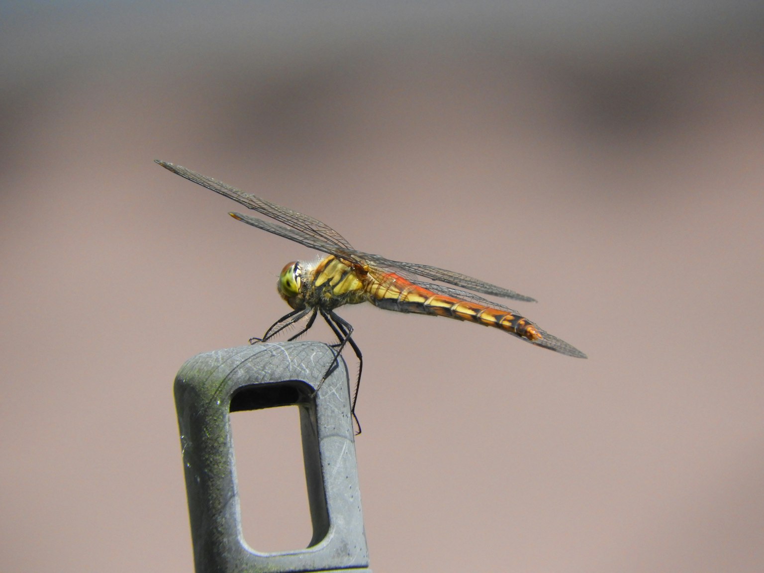 Una libélula posada sobre una varilla metálica