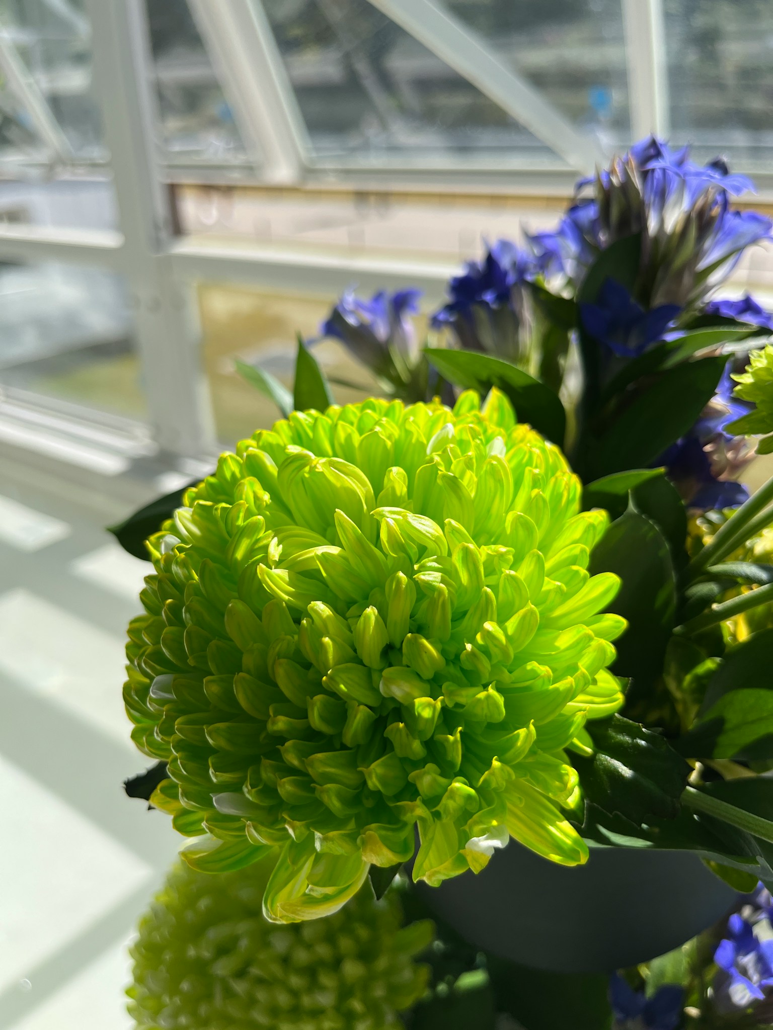 Lebendige grüne Blume mit blauen Blumen in einer hellen Umgebung
