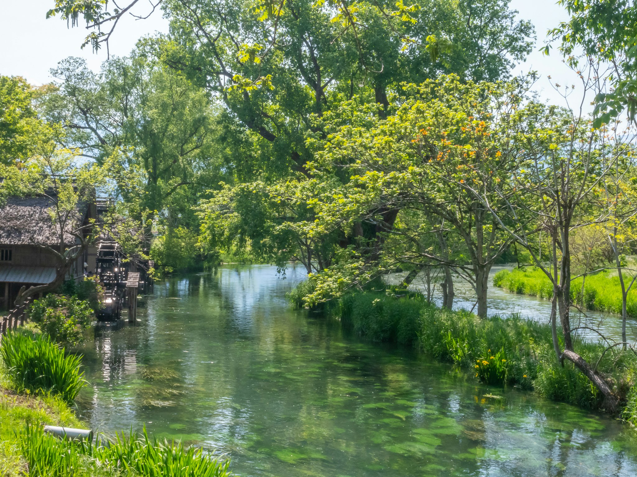 緑の木々に囲まれた川の静かな水面